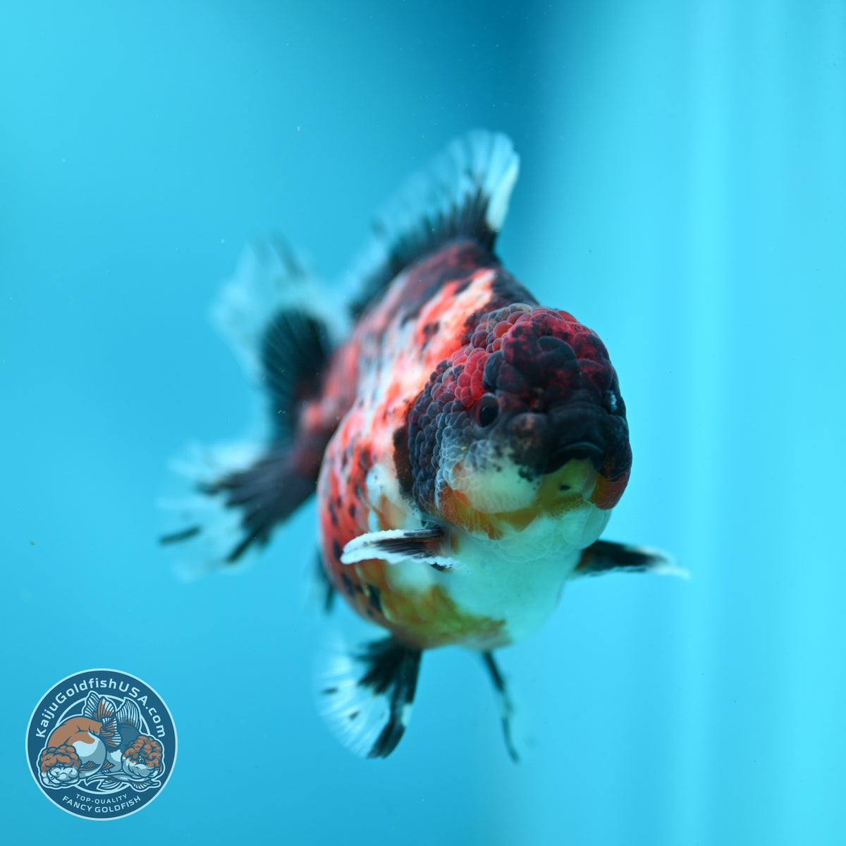 Kirin Oranda 3.8 inch Body (260904_OR11)