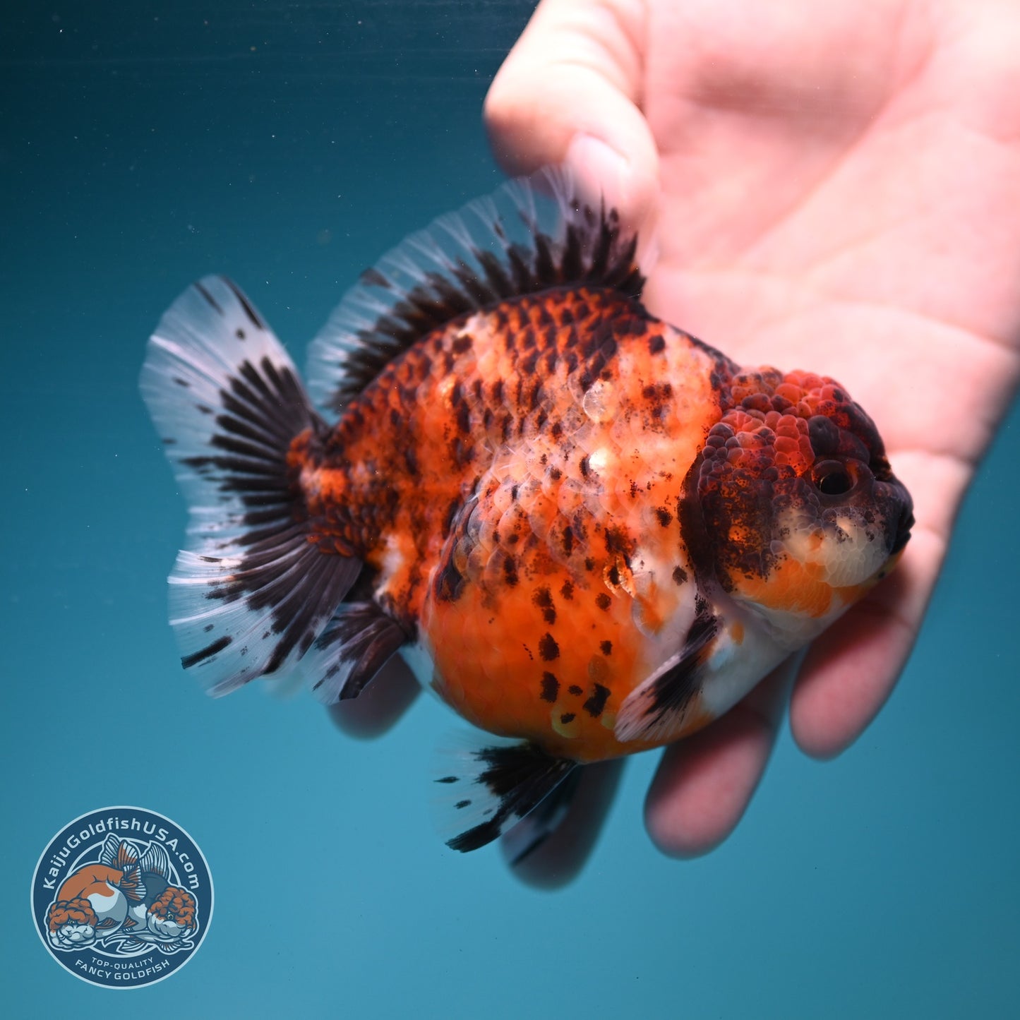 Kirin Oranda 3.8 inch Body (260904_OR11)