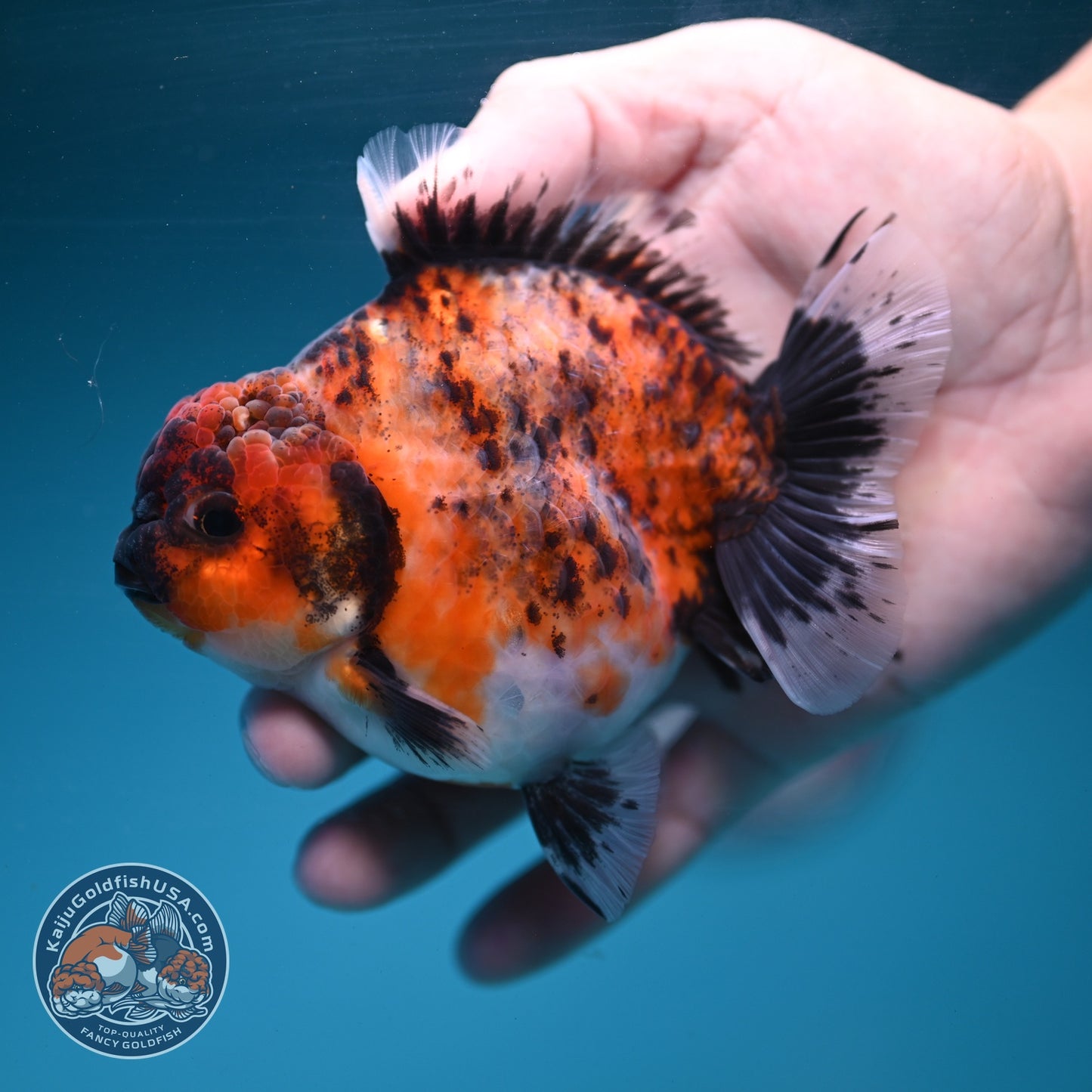 Kirin Oranda 3.8 inch Body (260904_OR11)