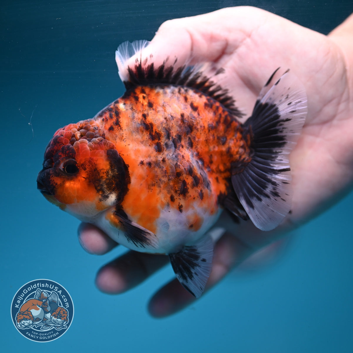 Kirin Oranda 3.8 inch Body (260904_OR11)