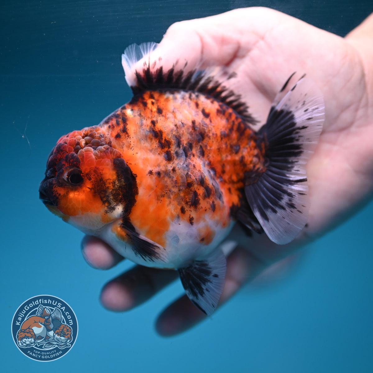 Kirin Oranda 3.8 inch Body (260904_OR11)