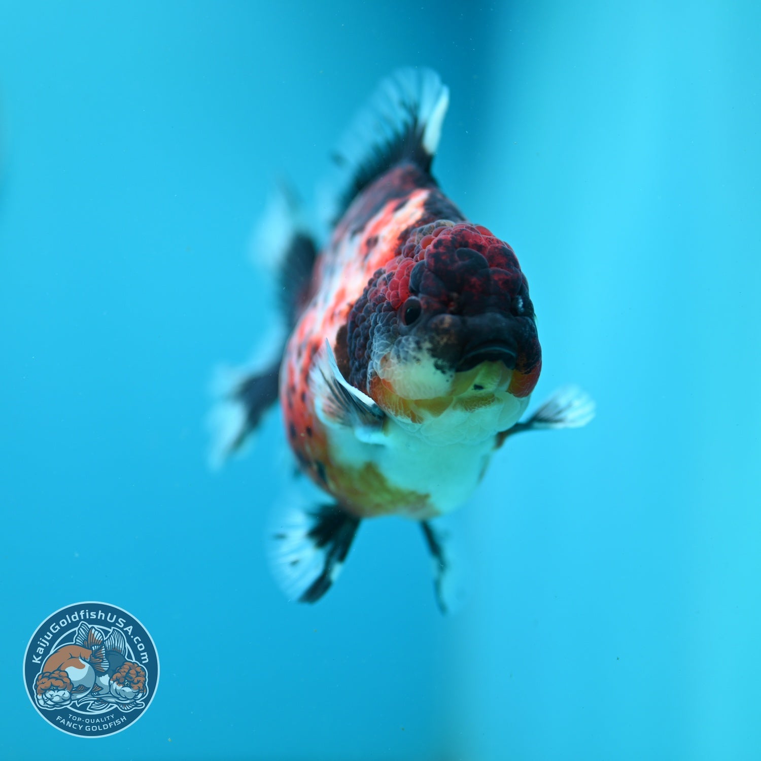 Kirin Oranda 3.8 inch Body (260904_OR11)