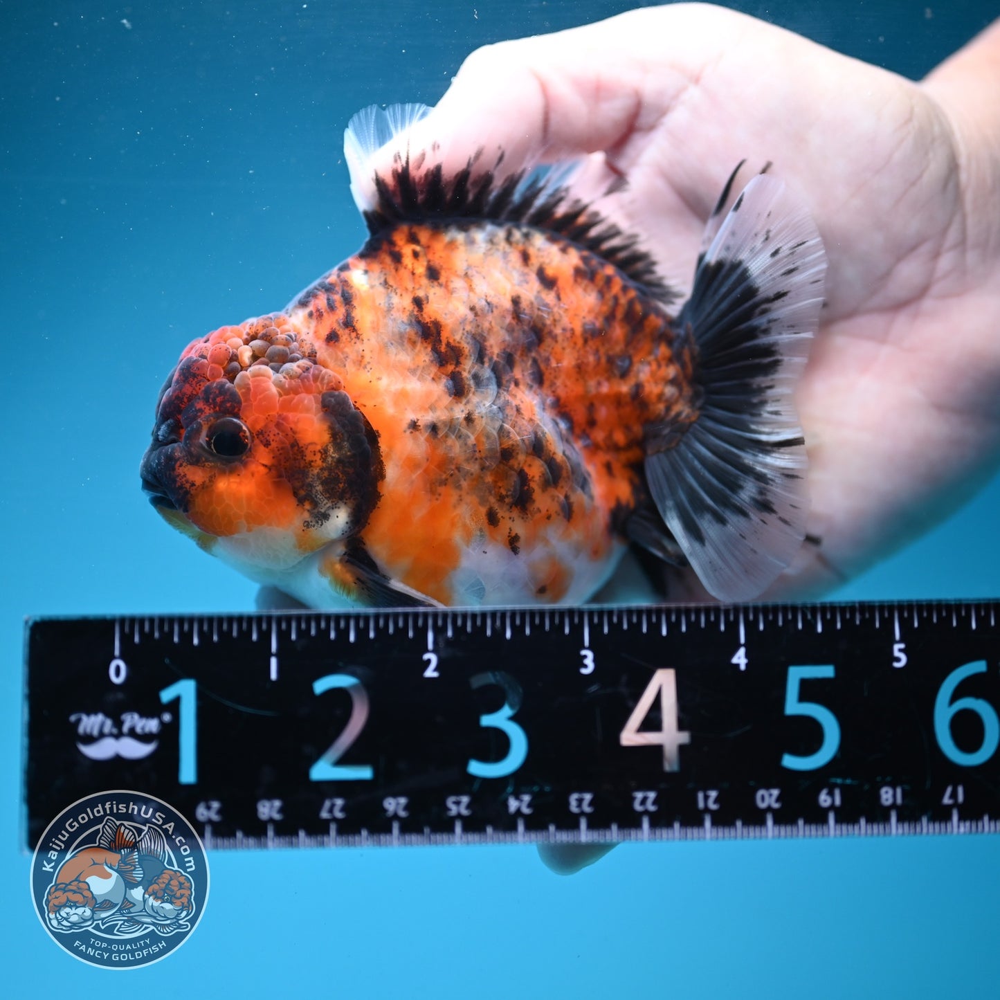 Kirin Oranda 3.8 inch Body (260904_OR11)