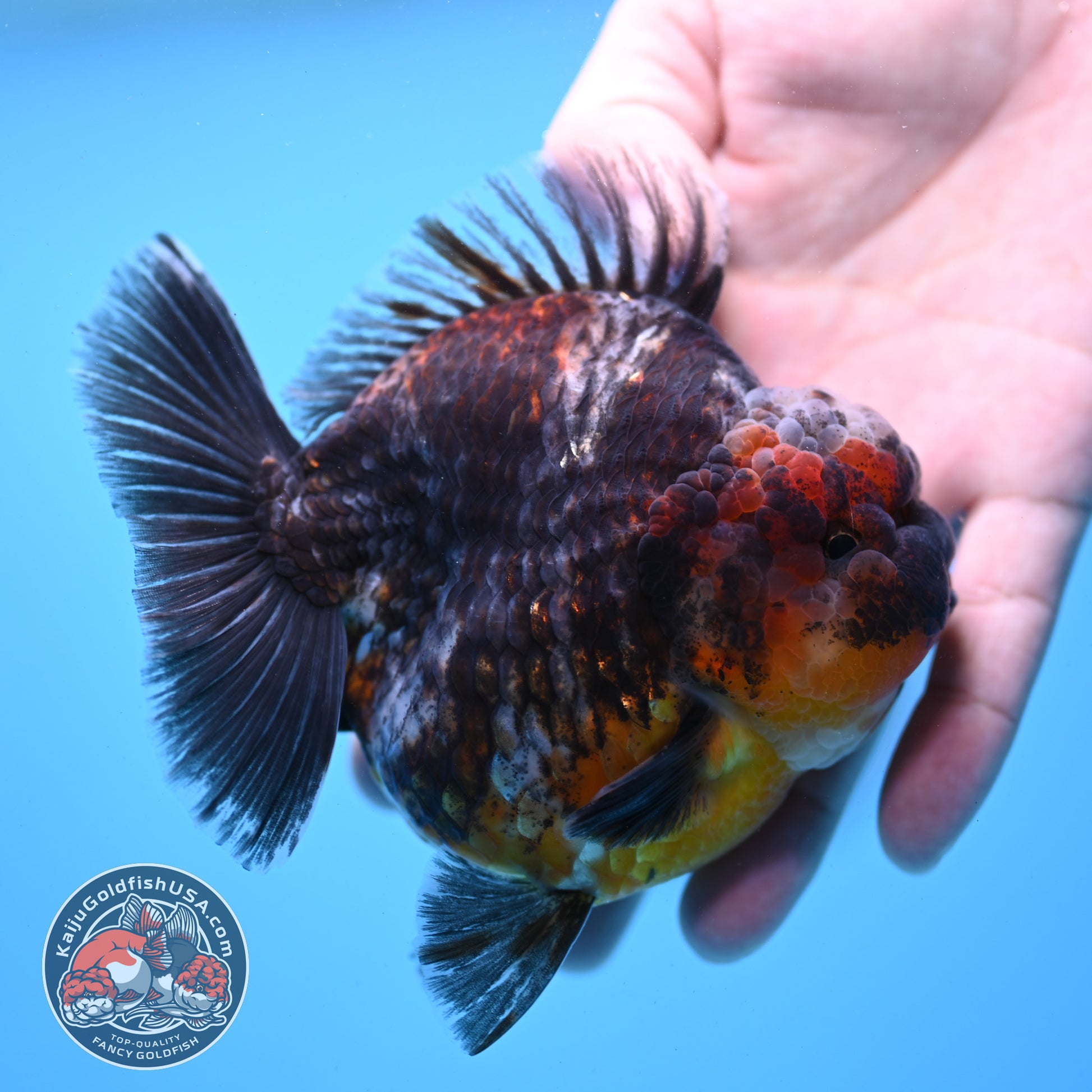 Kirin Oranda 4 inch Body (260313_OR05)