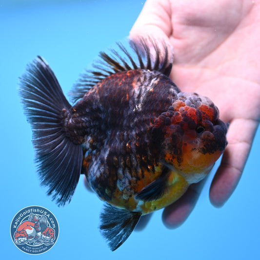 Kirin Oranda 4 inch Body (260313_OR05)