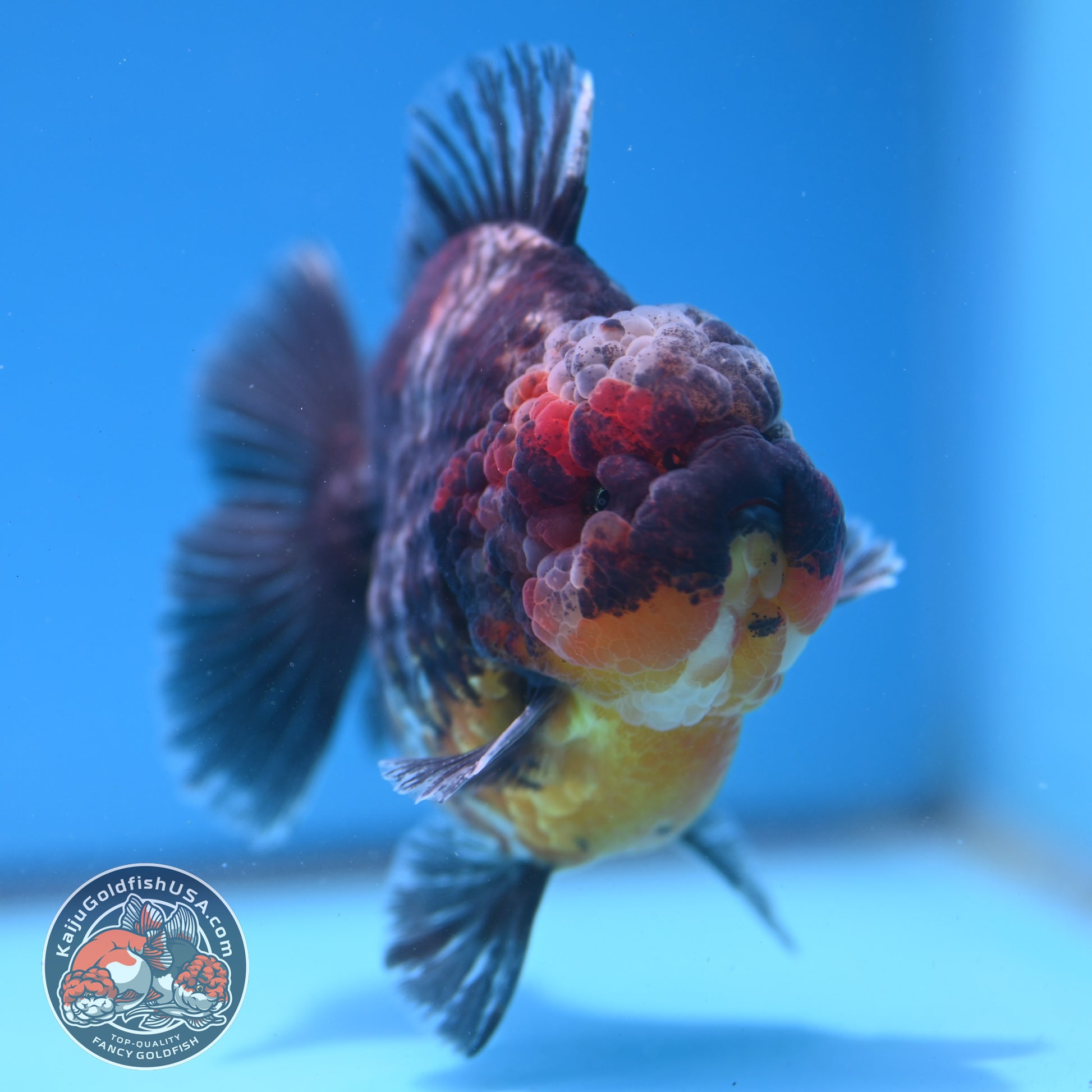 Kirin Oranda 4 inch Body (260313_OR05)