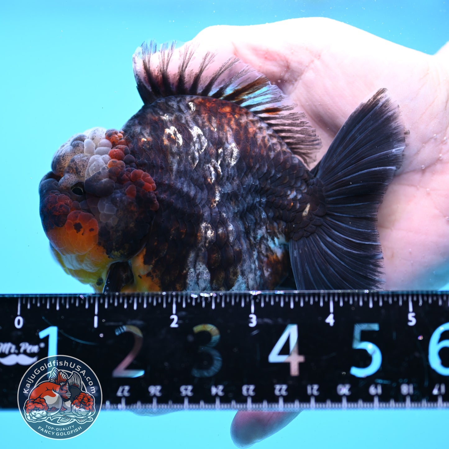 Kirin Oranda 4 inch Body (260313_OR05)