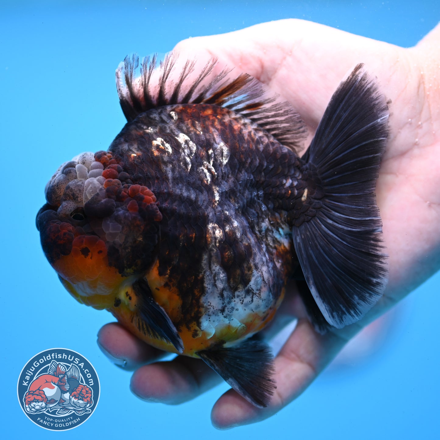 Kirin Oranda 4 inch Body (260313_OR05)