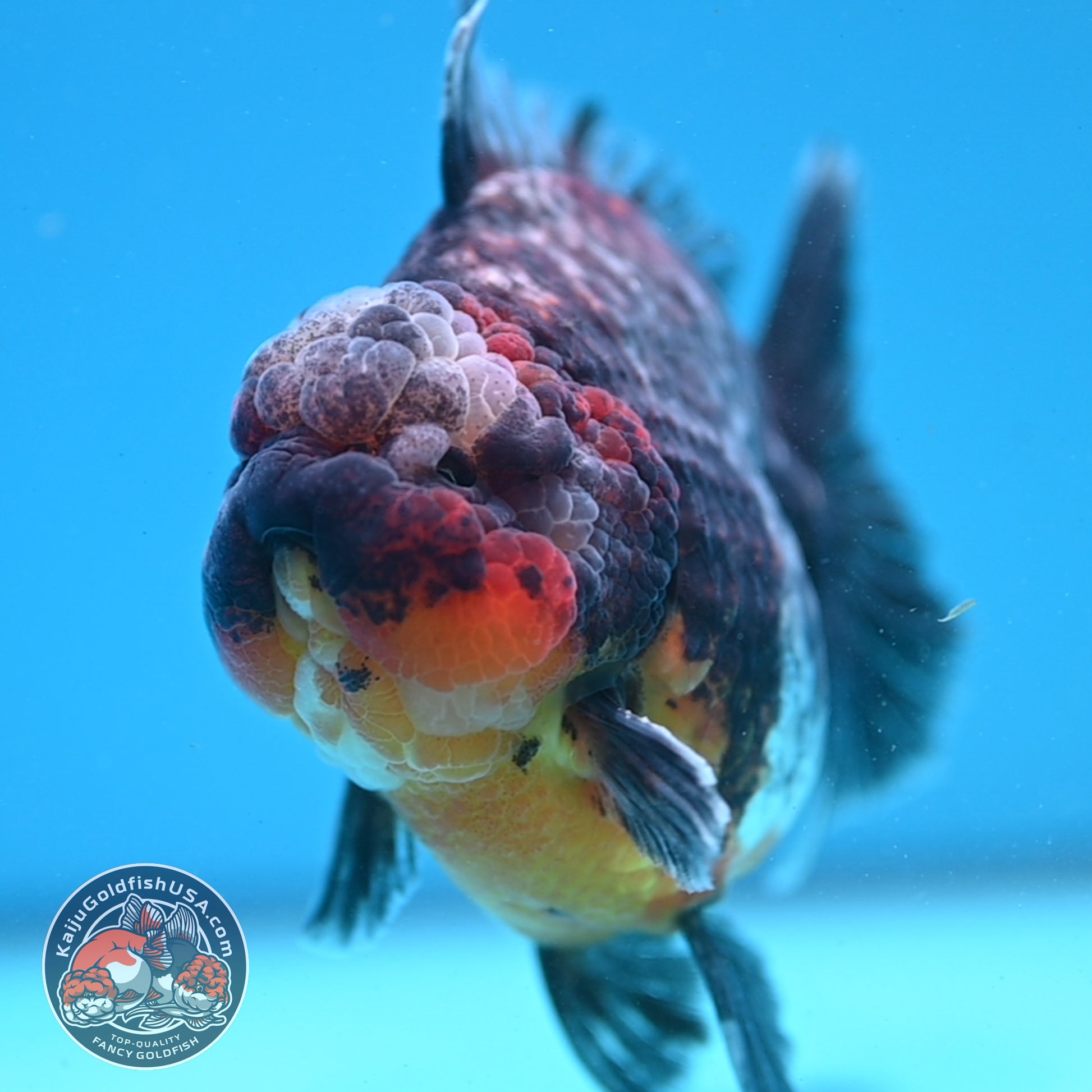 Kirin Oranda 4 inch Body (260313_OR05)