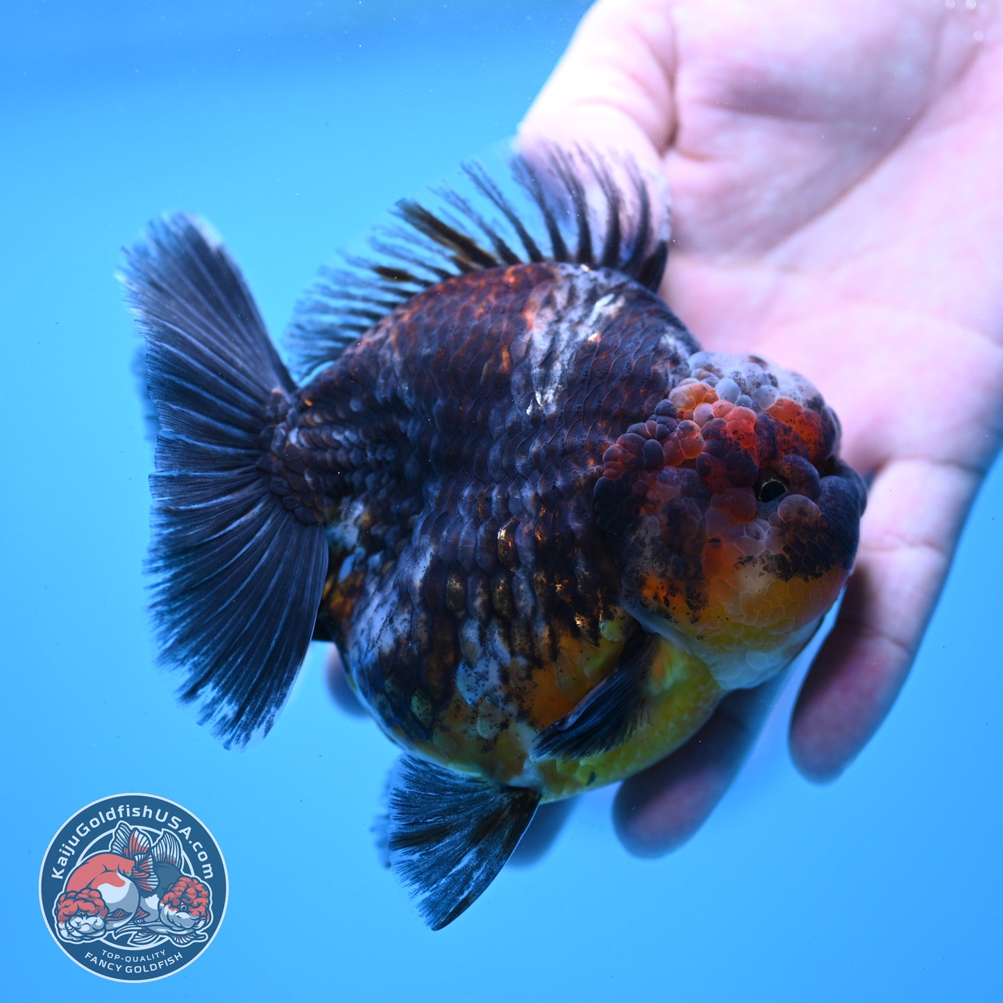 Kirin Oranda 4 inch Body (260313_OR05)