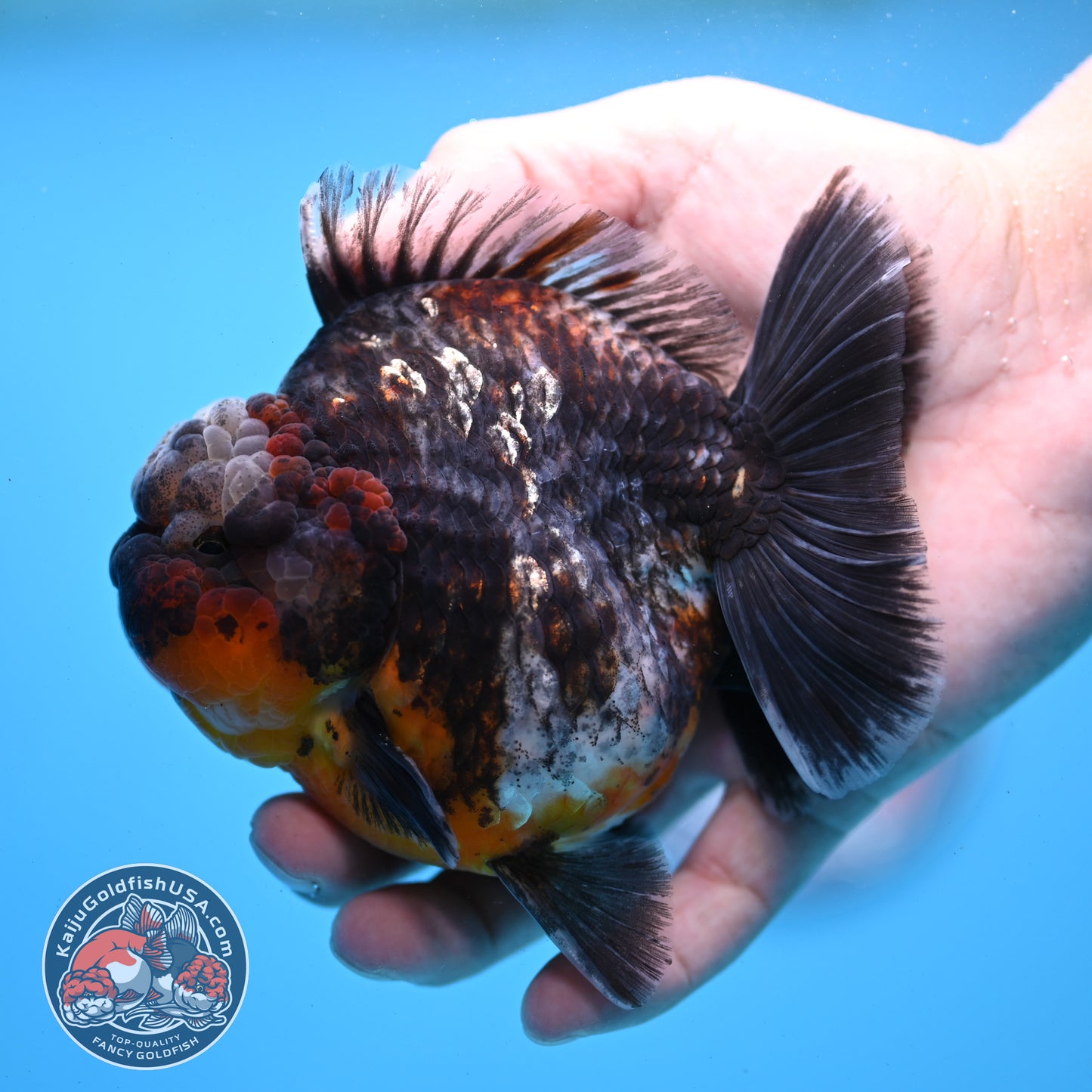 Kirin Oranda 4 inch Body (260313_OR05)
