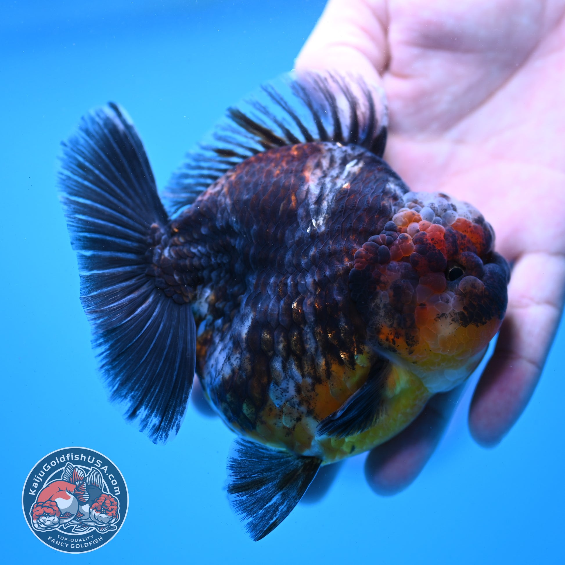 Kirin Oranda 4 inch Body (260313_OR05)