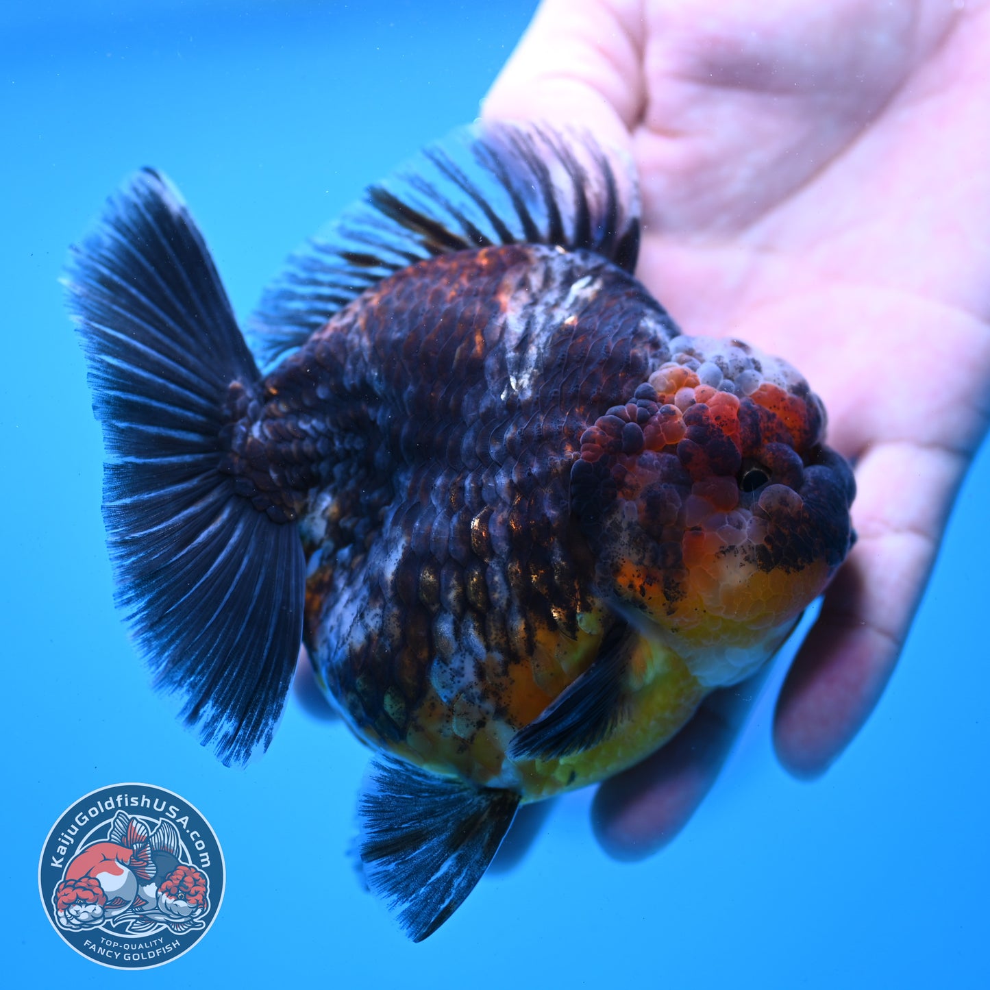 Kirin Oranda 4 inch Body (260313_OR05)