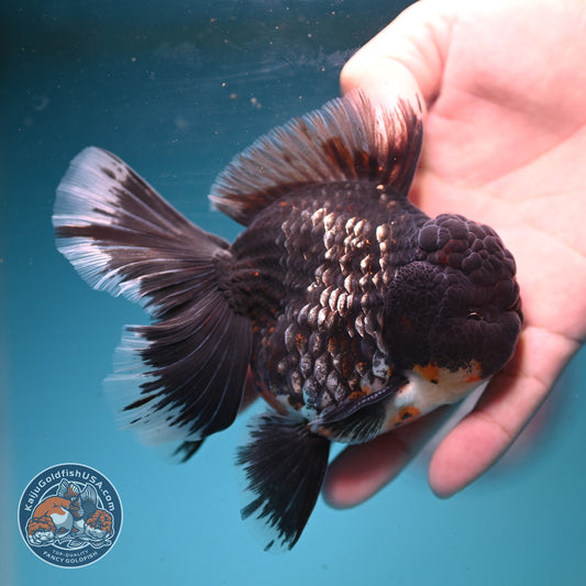 Kirin Oranda 4 inch Body (260911_OR02)