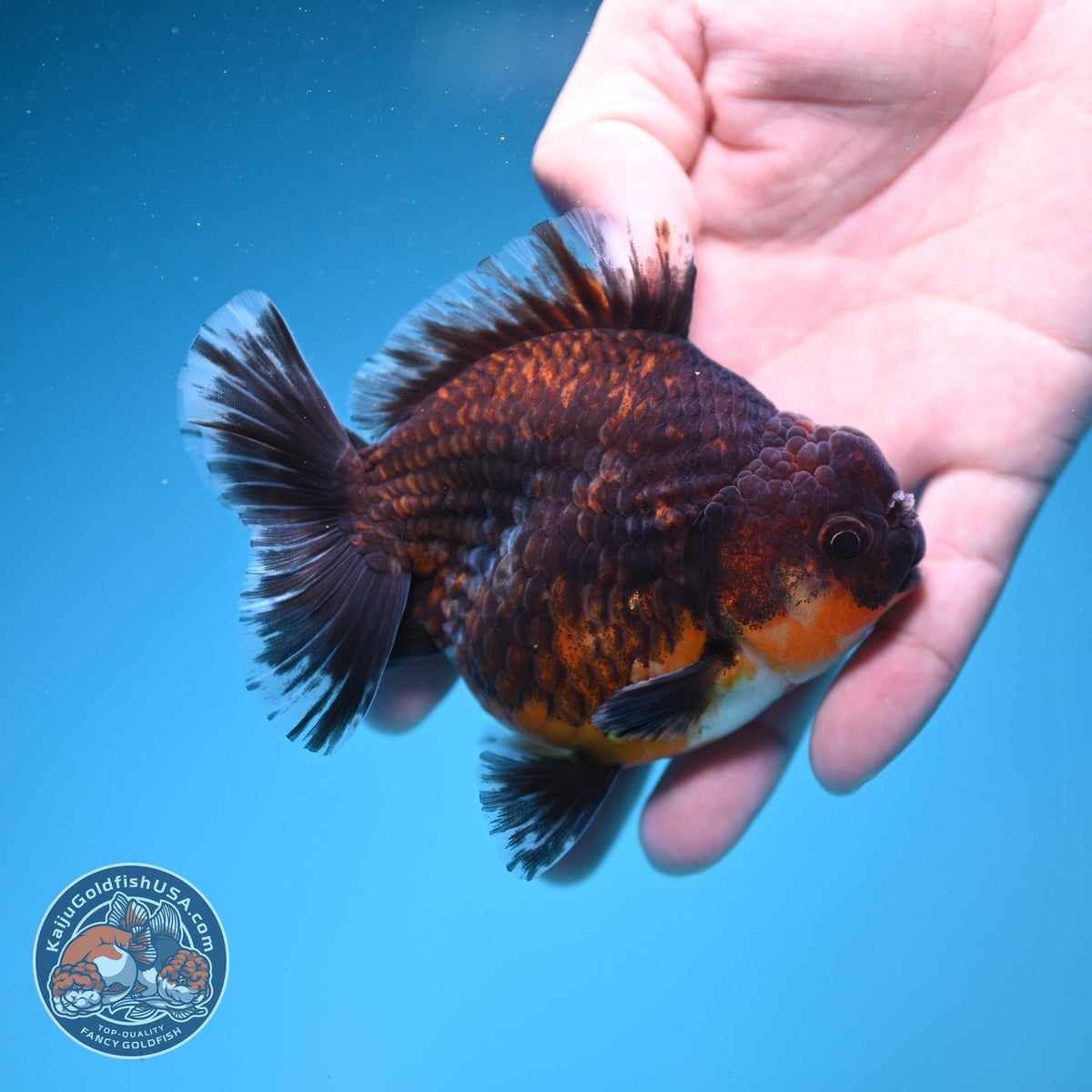 Kirin Oranda 4 inch Body (260925_OR14)