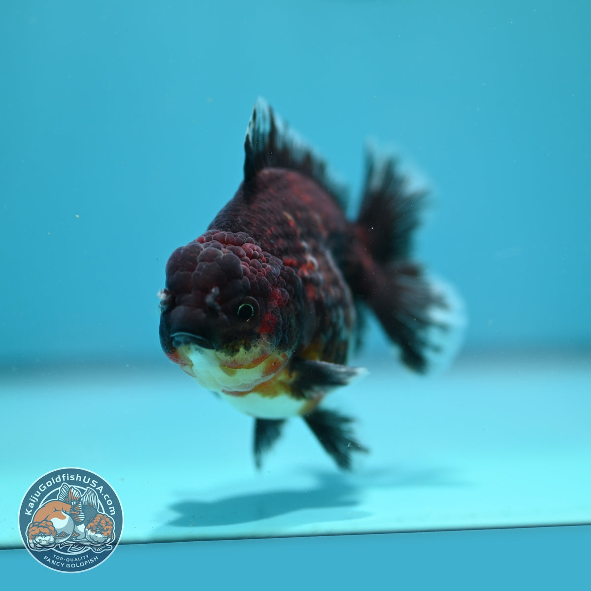 Kirin Oranda 4 inch Body (260925_OR14)