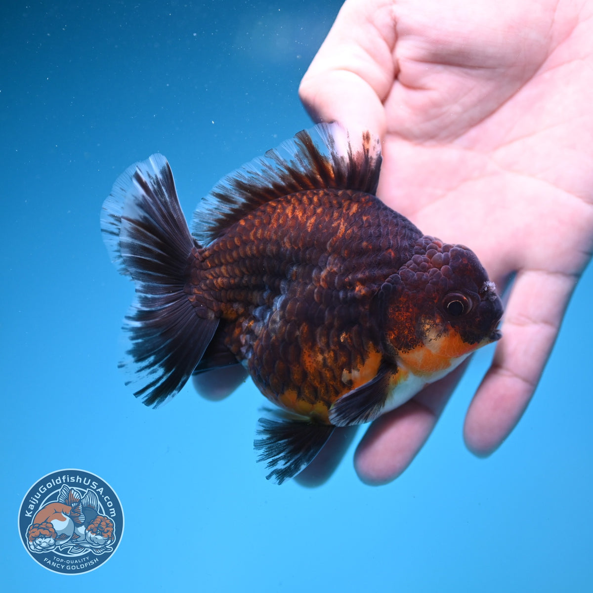 Kirin Oranda 4 inch Body (260925_OR14)