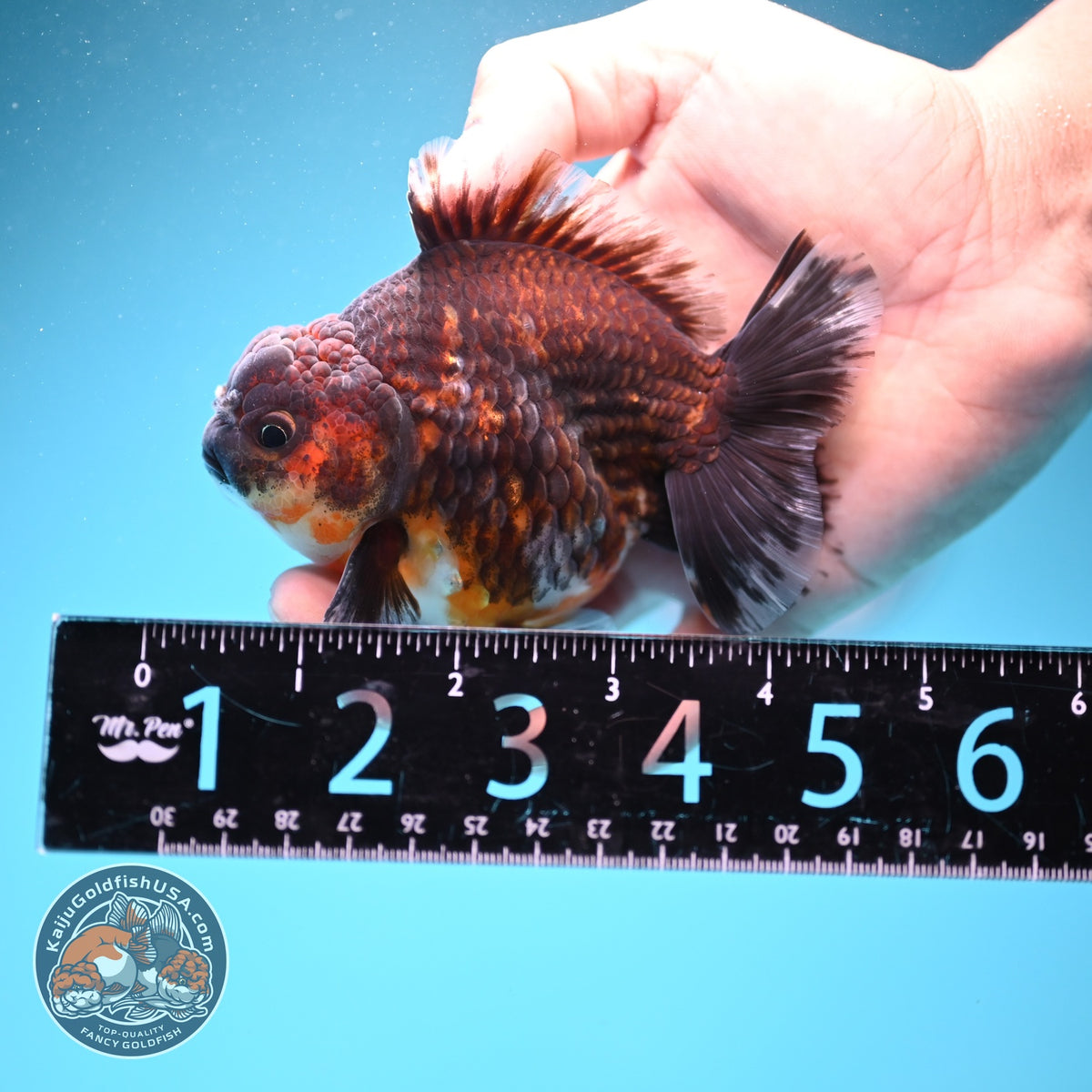 Kirin Oranda 4 inch Body (260925_OR14)