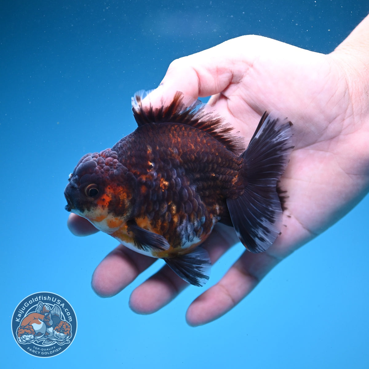 Kirin Oranda 4 inch Body (260925_OR14)