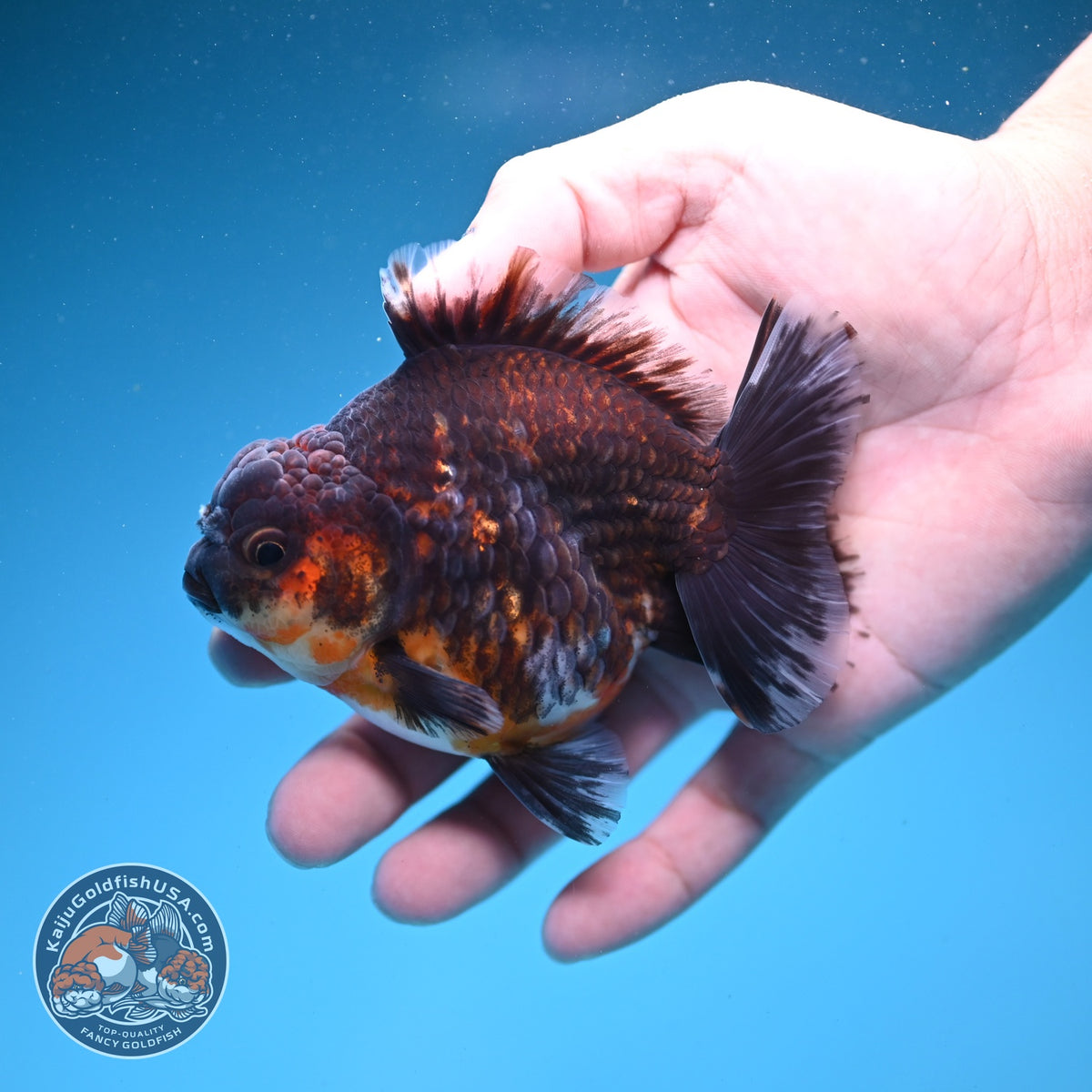 Kirin Oranda 4 inch Body (260925_OR14)