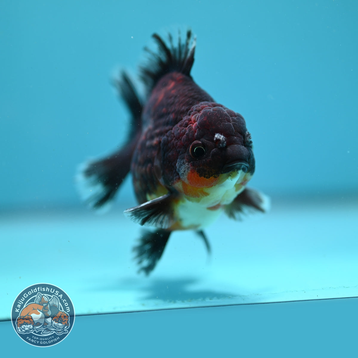 Kirin Oranda 4 inch Body (260925_OR14)