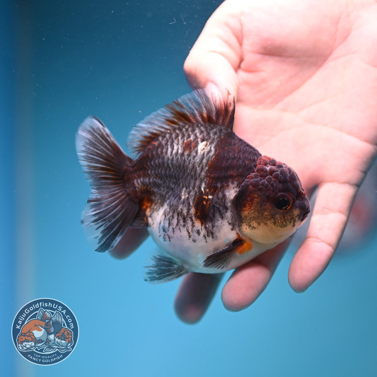 Kirin Oranda 4 inch Body (261002_OR04)