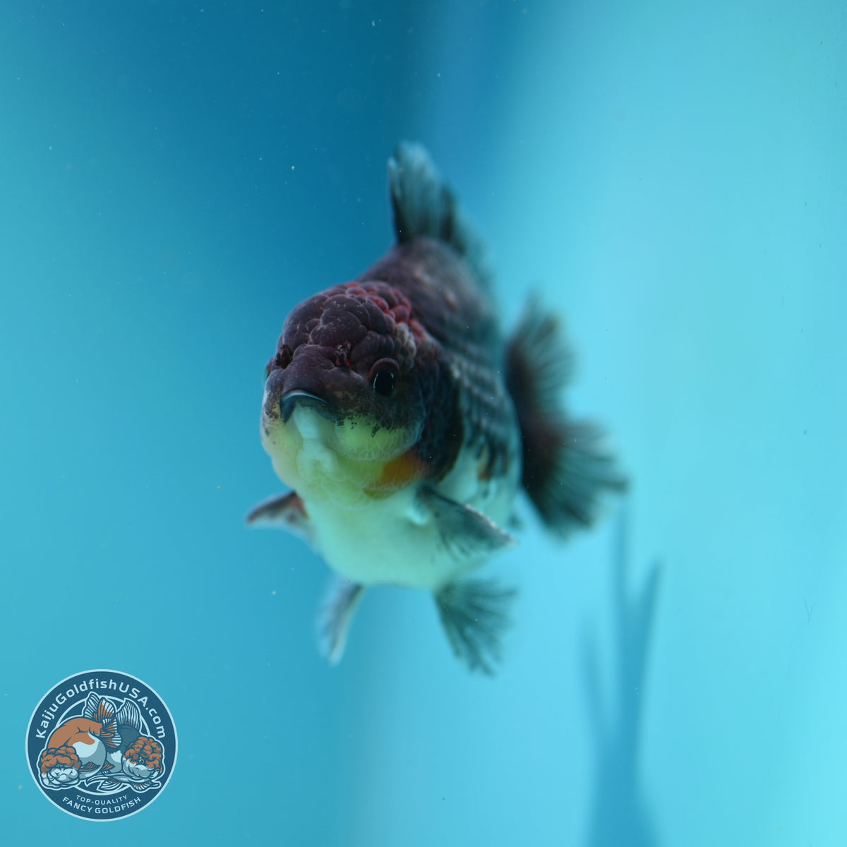 Kirin Oranda 4 inch Body (261002_OR04)
