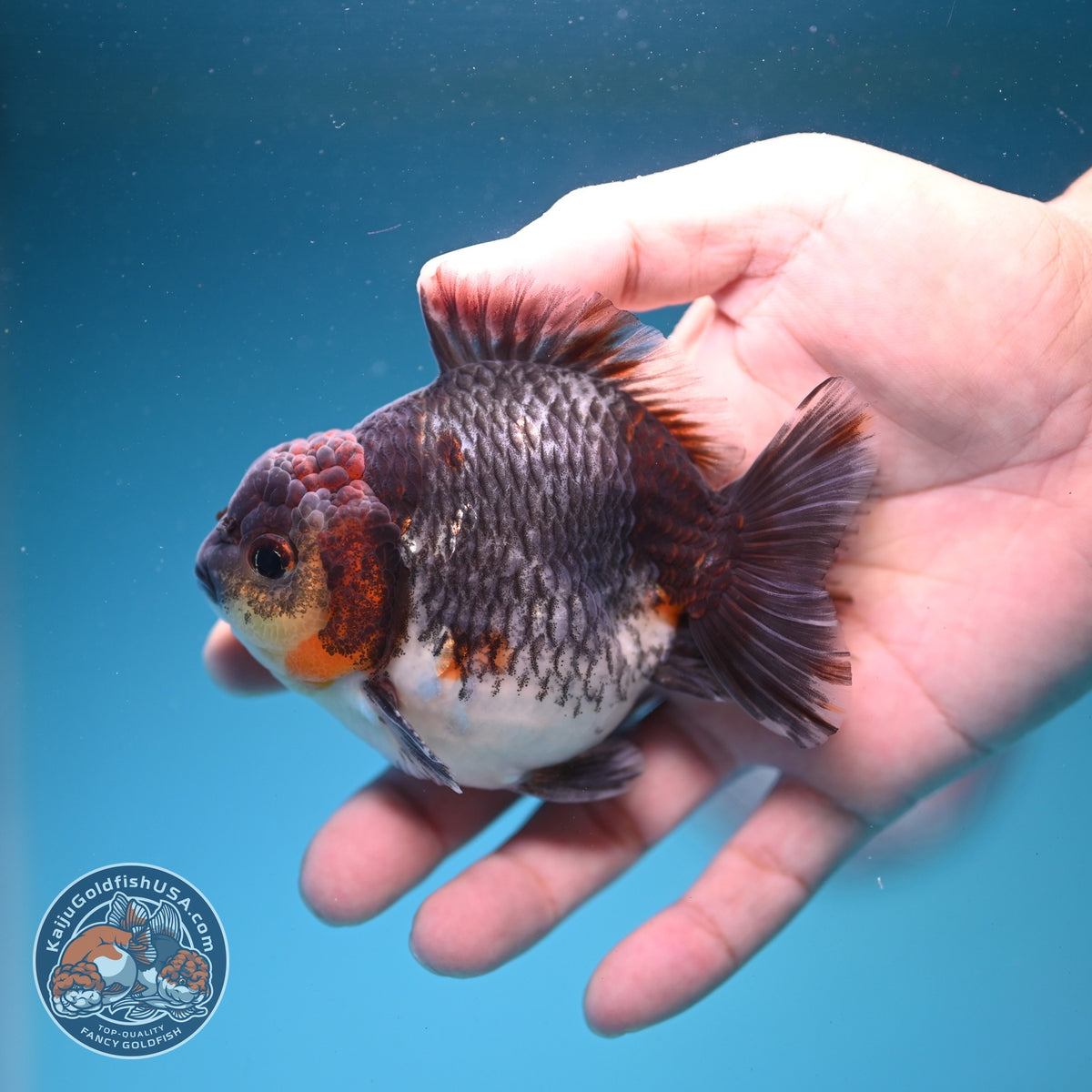 Kirin Oranda 4 inch Body (261002_OR04)