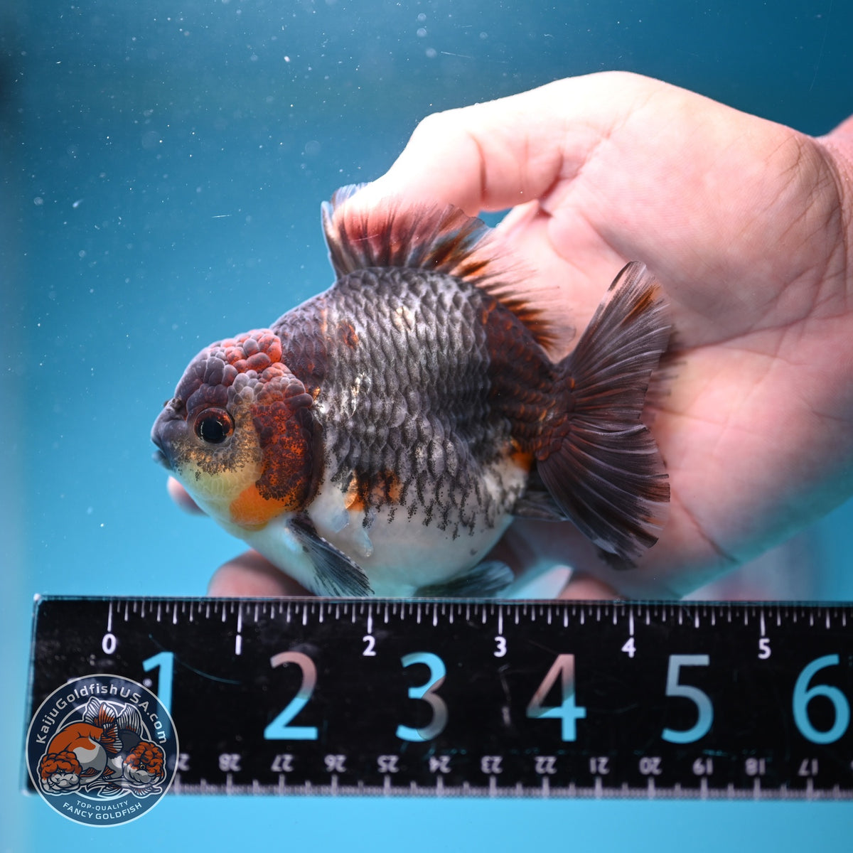 Kirin Oranda 4 inch Body (261002_OR04)