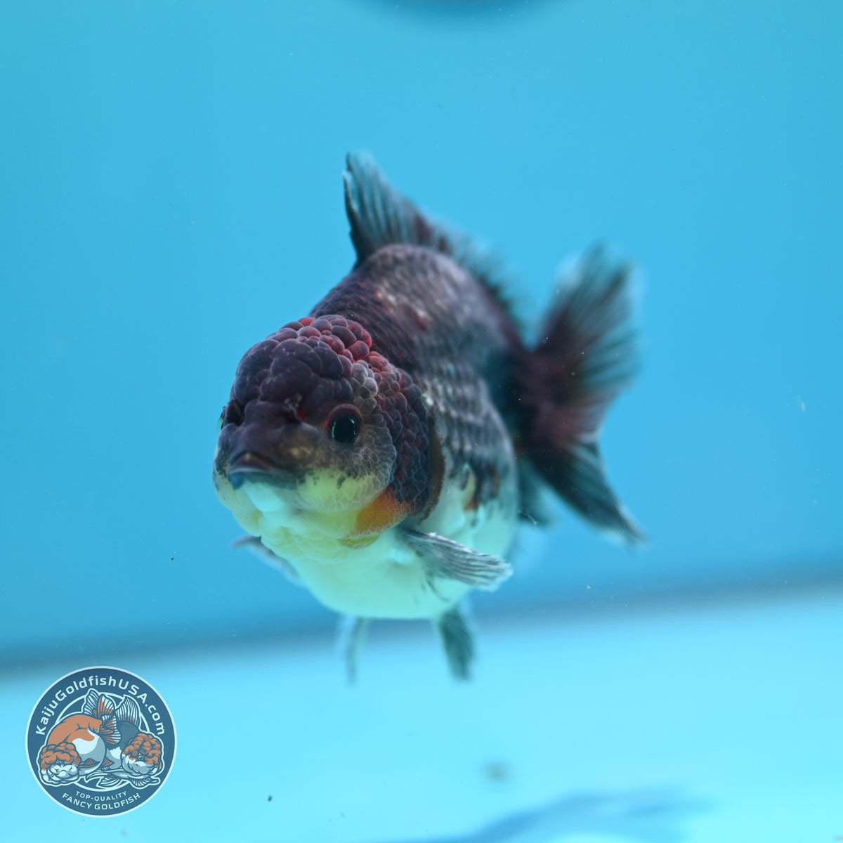 Kirin Oranda 4 inch Body (261002_OR04)