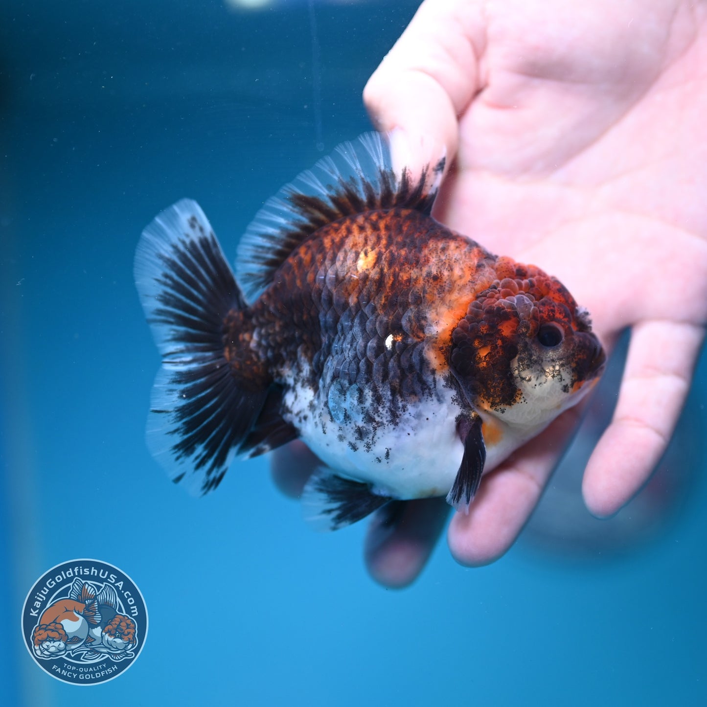 Kirin Oranda Oranda 3.5 inch Body (260828_OR21)