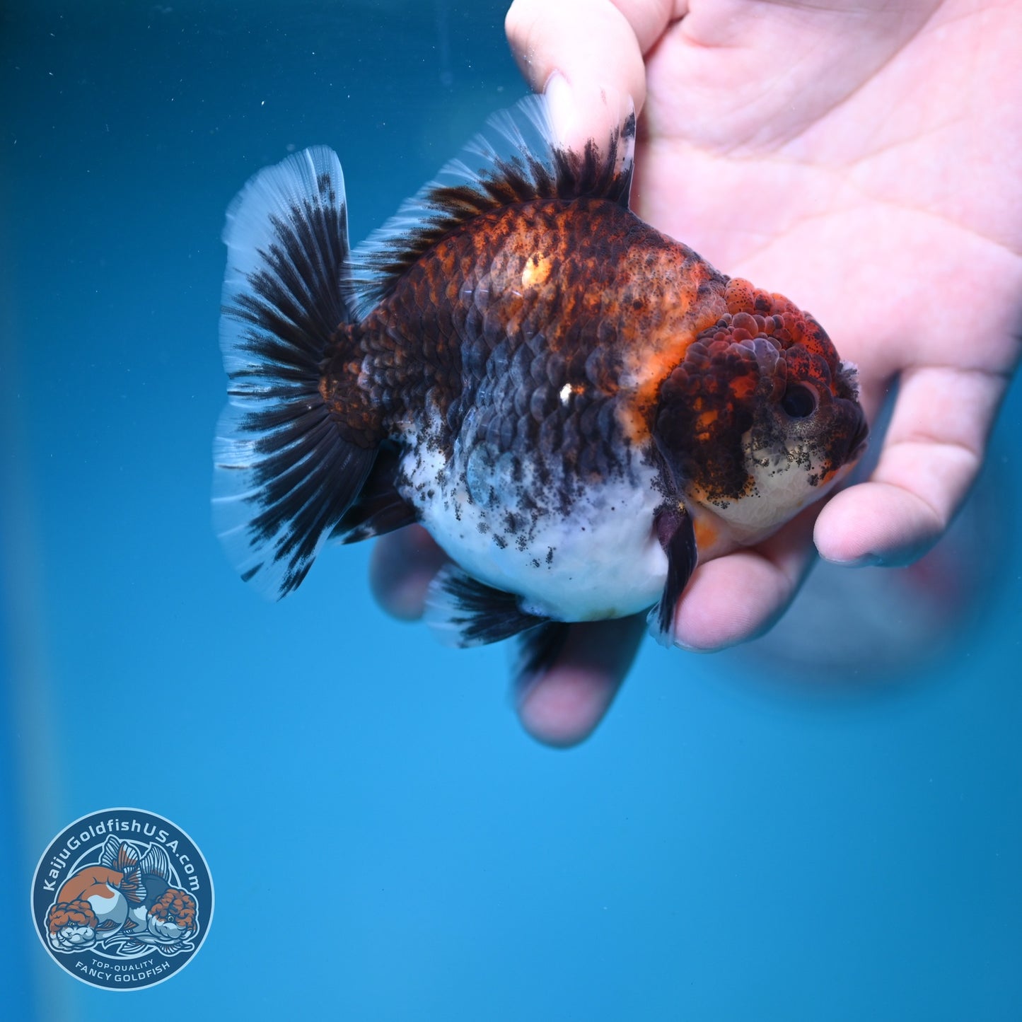 Kirin Oranda Oranda 3.5 inch Body (260828_OR21)