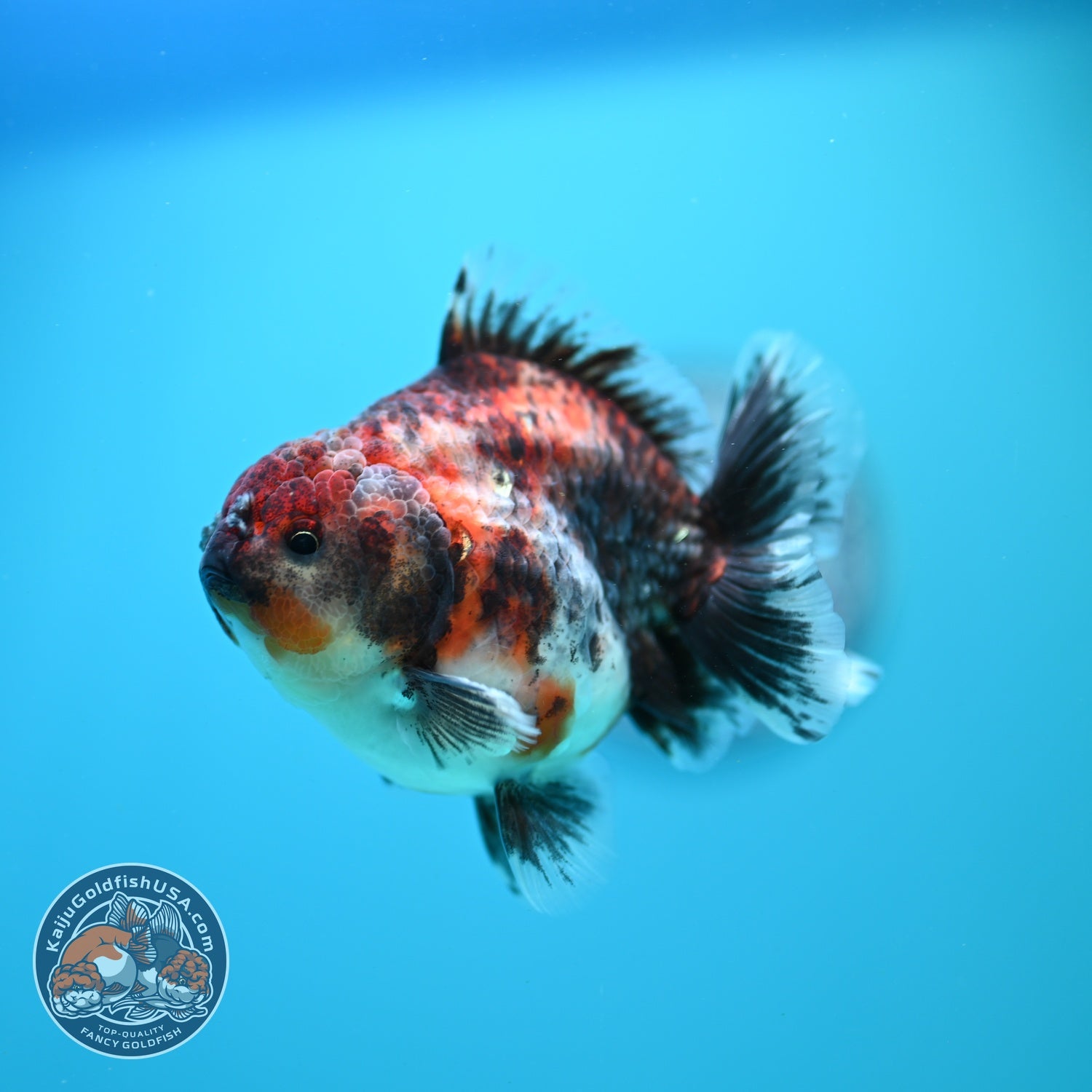 Kirin Oranda Oranda 3.5 inch Body (260828_OR21)