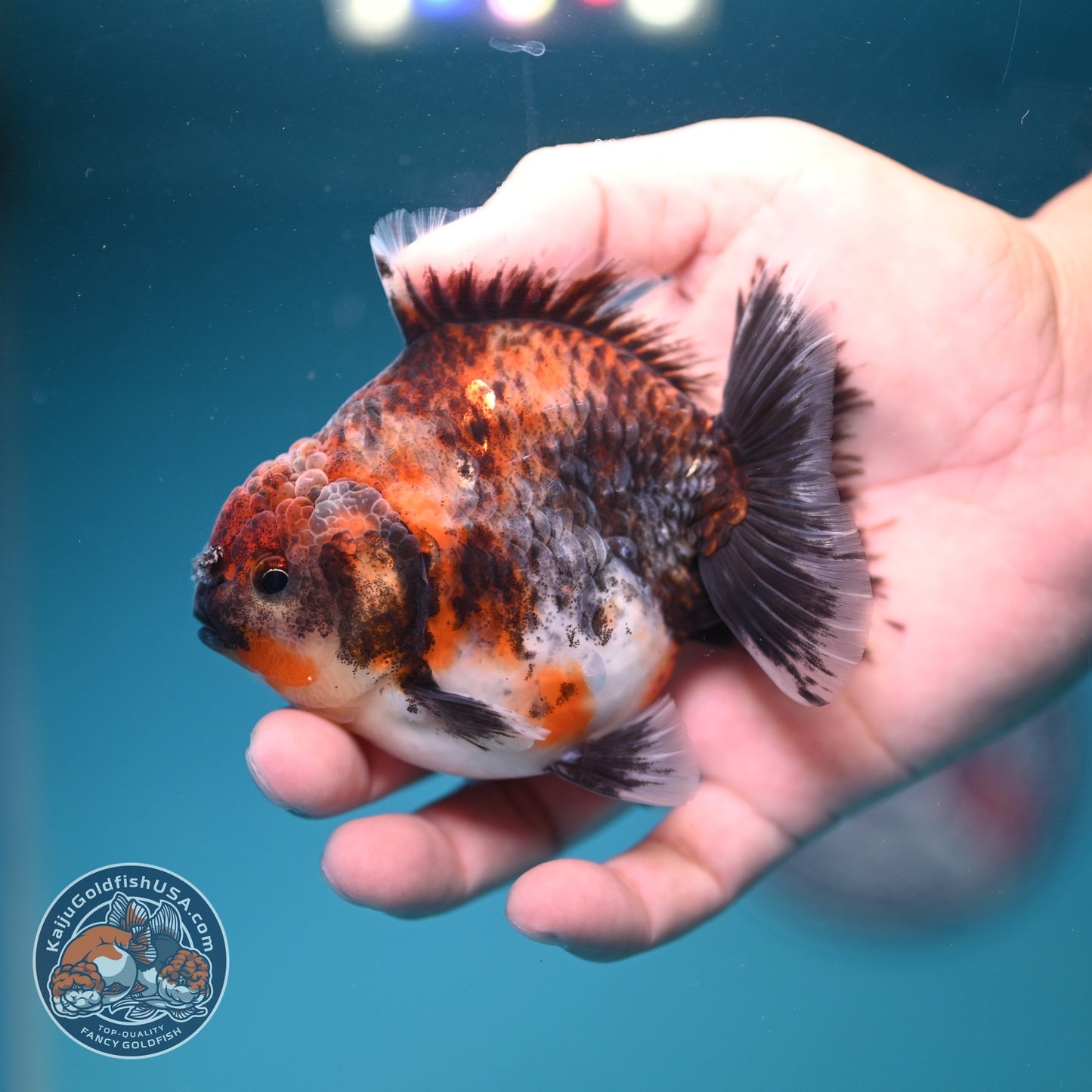 Kirin Oranda Oranda 3.5 inch Body (260828_OR21)