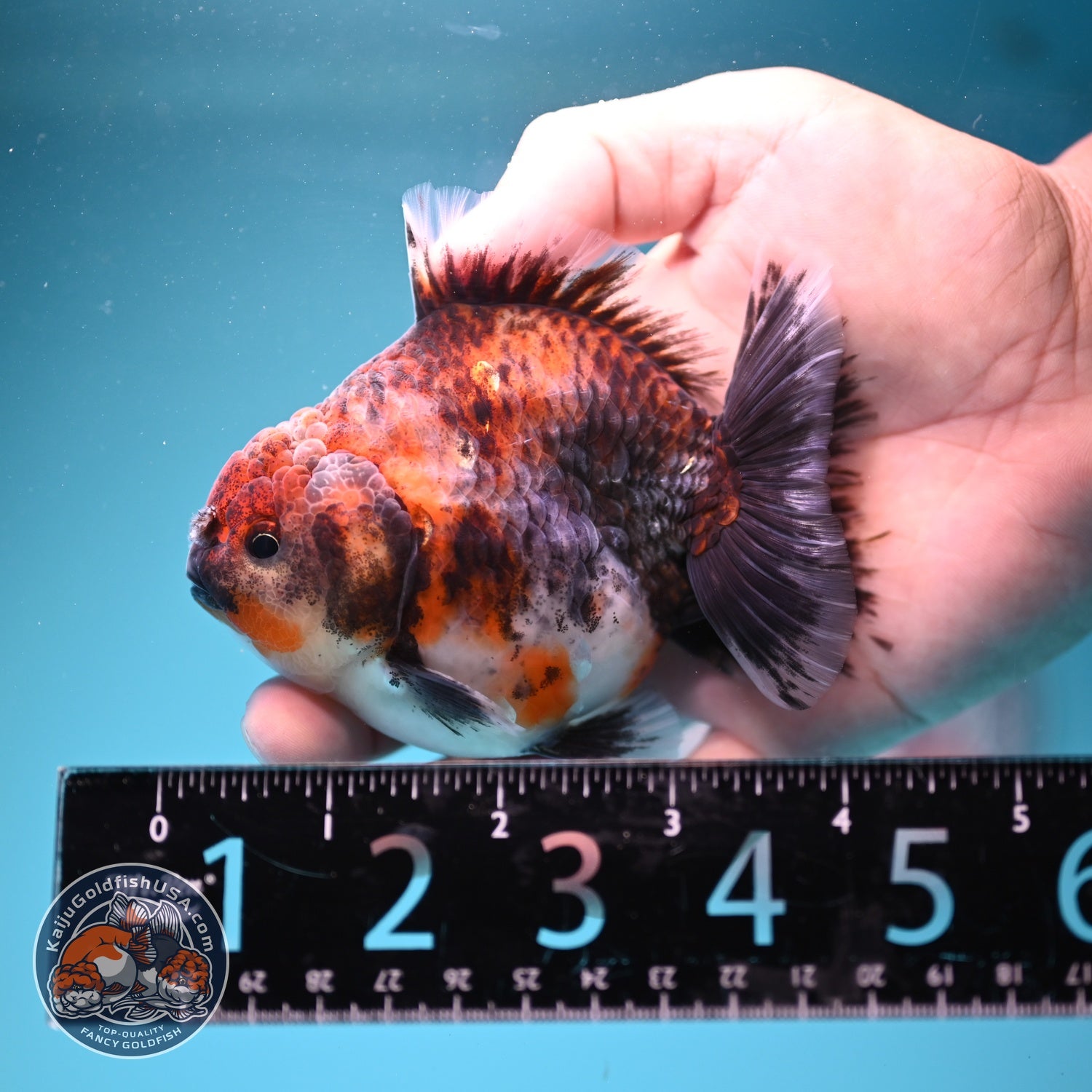Kirin Oranda Oranda 3.5 inch Body (260828_OR21)