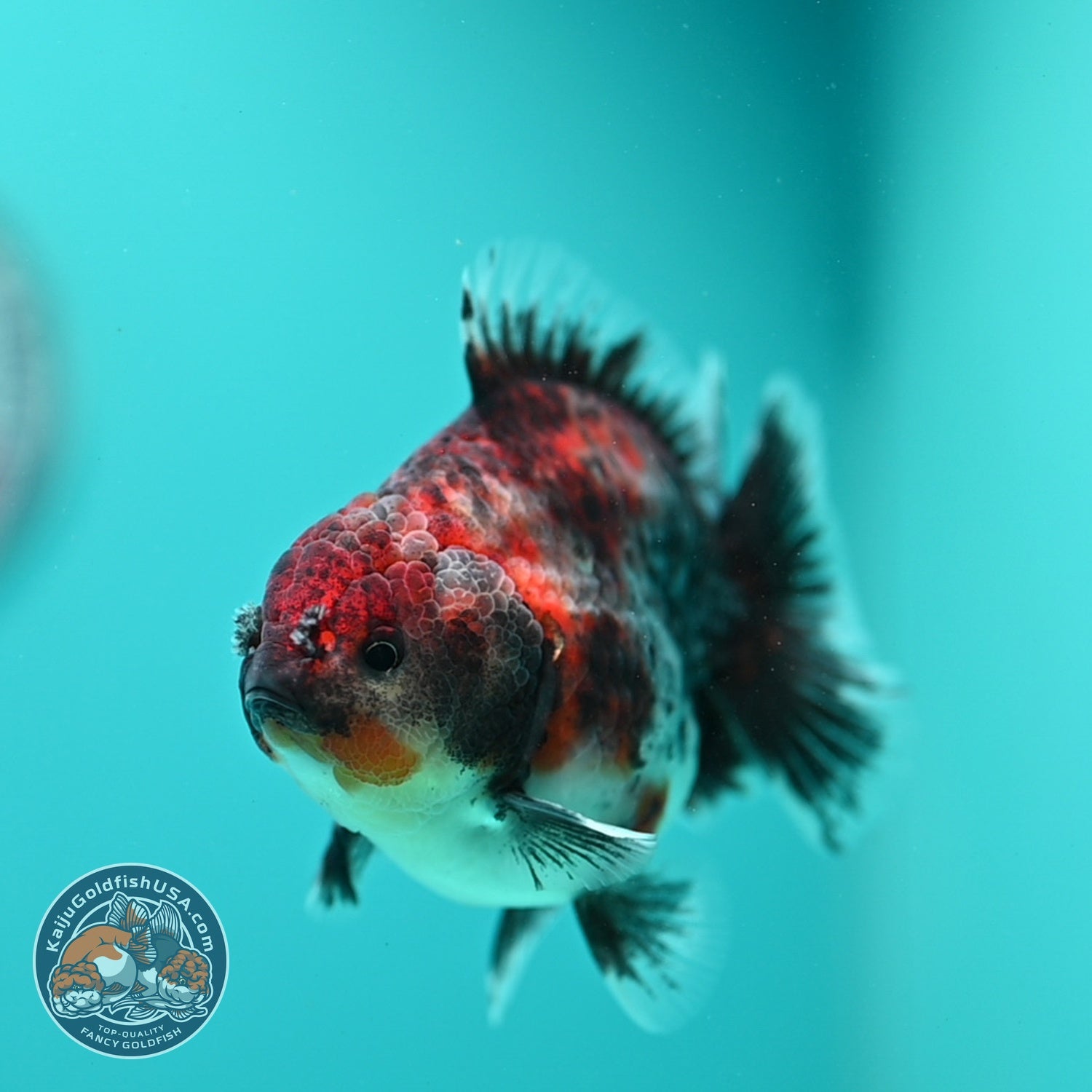 Kirin Oranda Oranda 3.5 inch Body (260828_OR21)