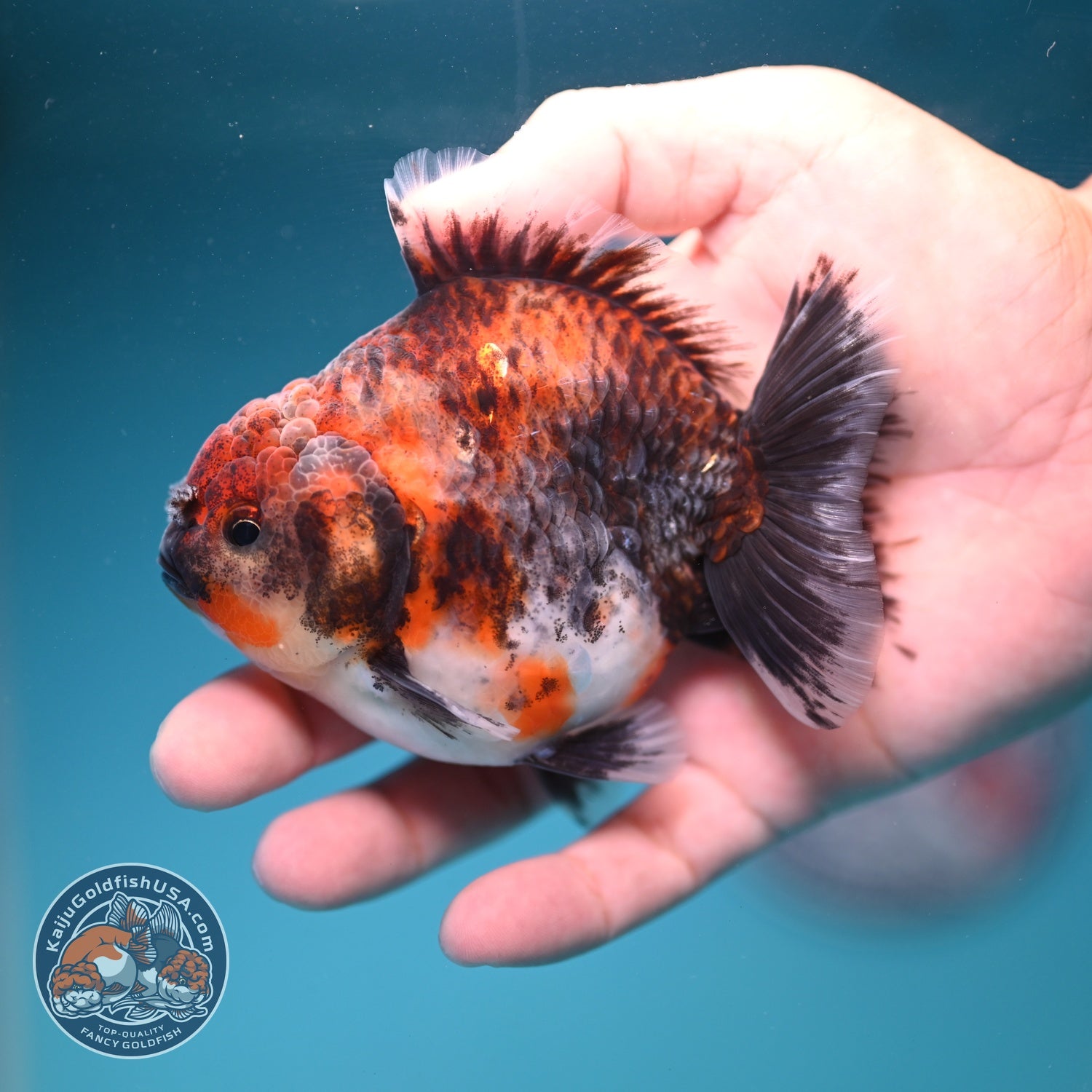 Kirin Oranda Oranda 3.5 inch Body (260828_OR21)