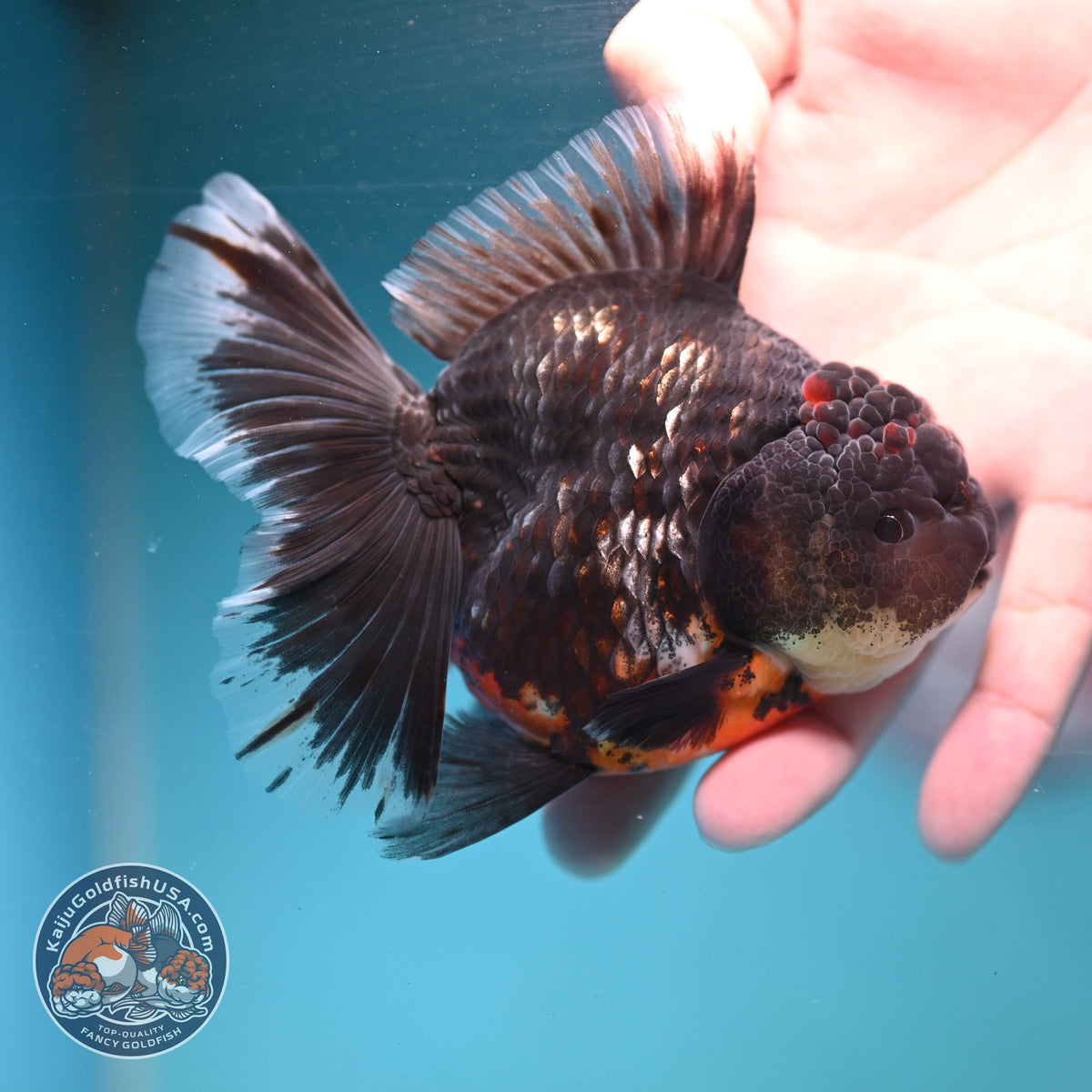 Kirin Orchid Tail Oranda 3.5 inch Body (260904_OR06)