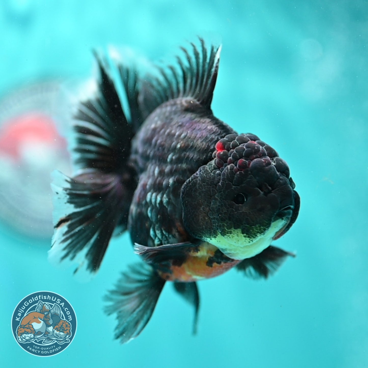 Kirin Orchid Tail Oranda 3.5 inch Body (260904_OR06)