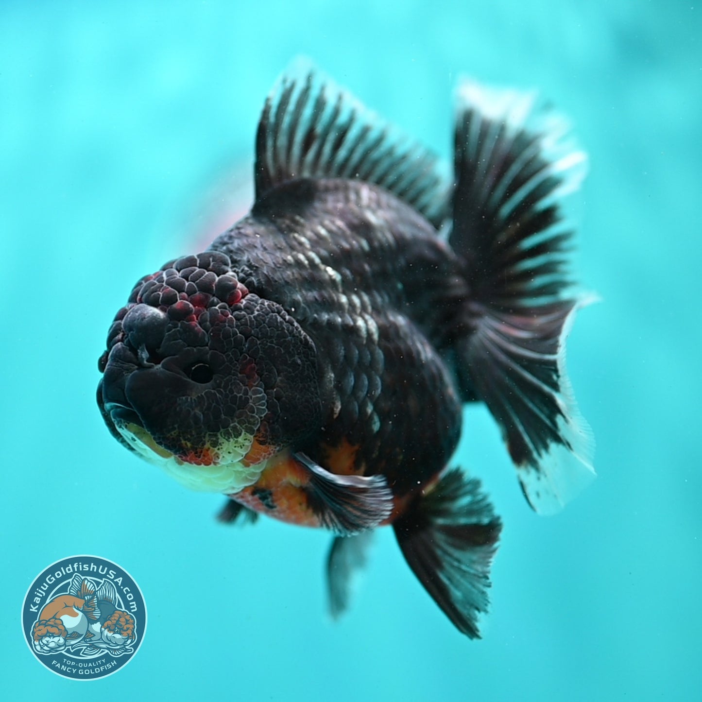 Kirin Orchid Tail Oranda 3.5 inch Body (260904_OR06)