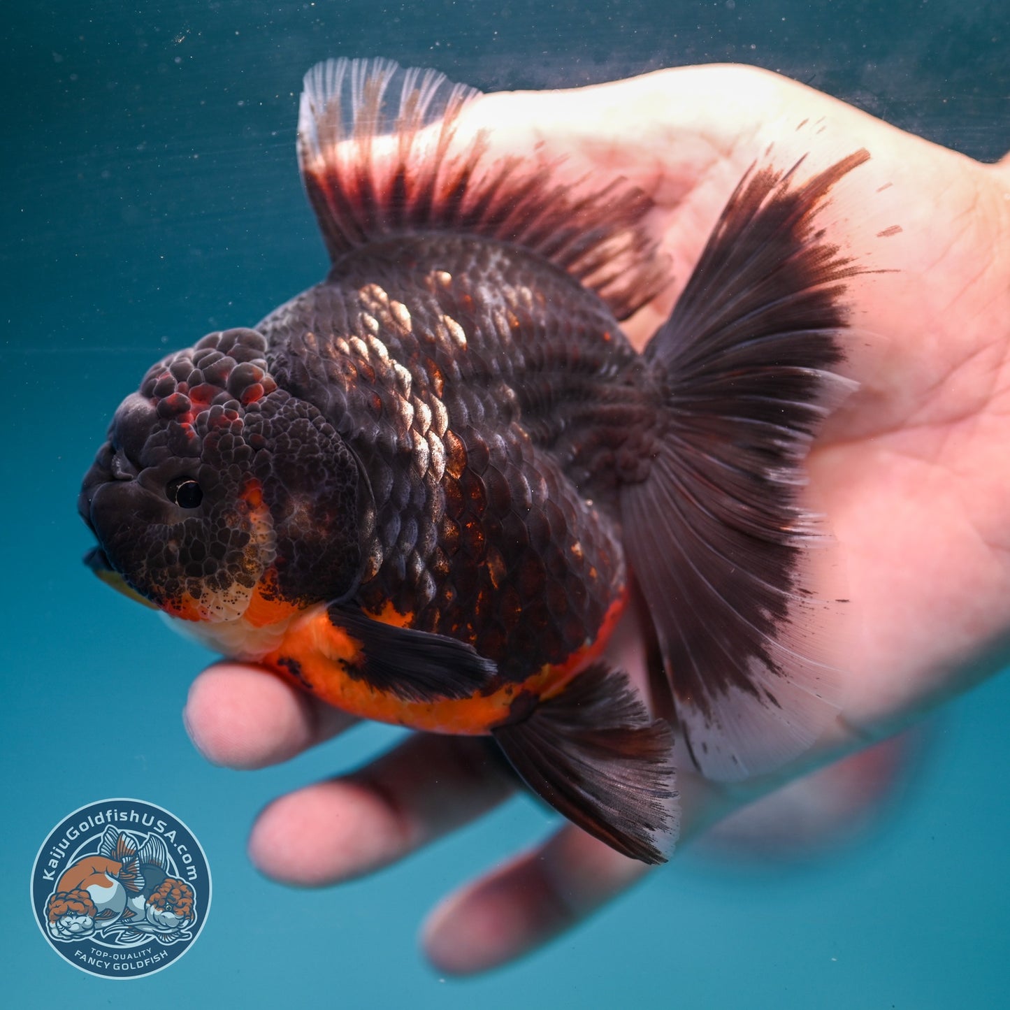 Kirin Orchid Tail Oranda 3.5 inch Body (260904_OR06)