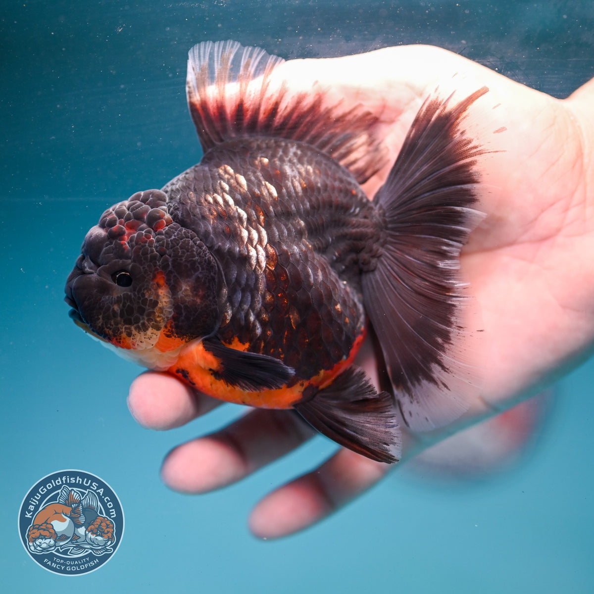 Kirin Orchid Tail Oranda 3.5 inch Body (260904_OR06)