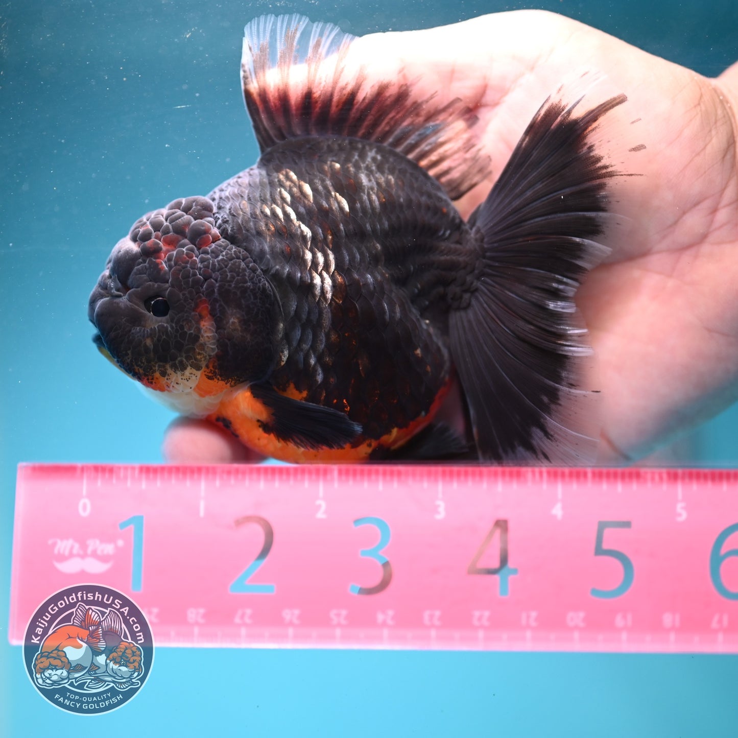 Kirin Orchid Tail Oranda 3.5 inch Body (260904_OR06)