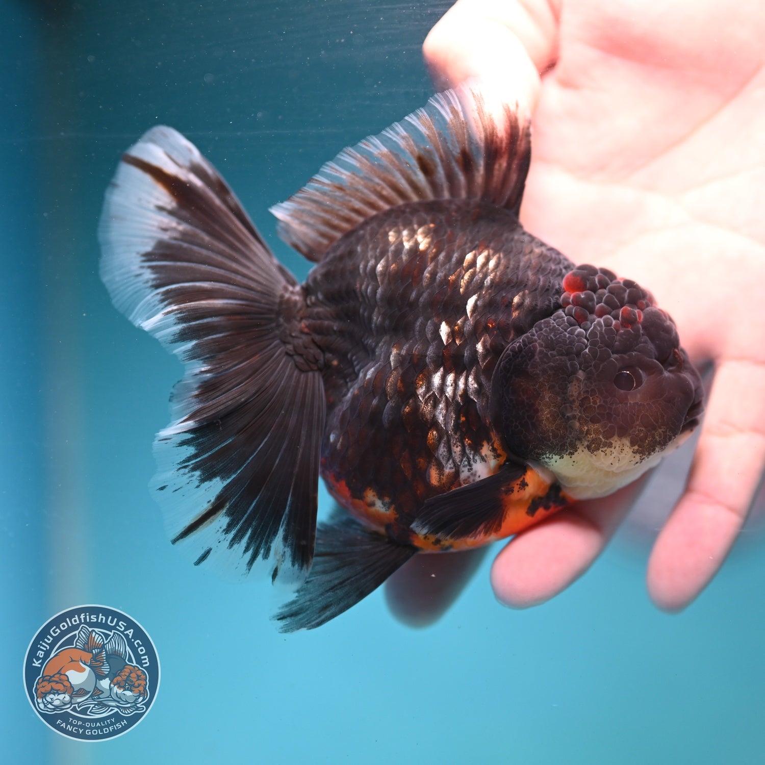 Kirin Orchid Tail Oranda 3.5 inch Body (260904_OR06)