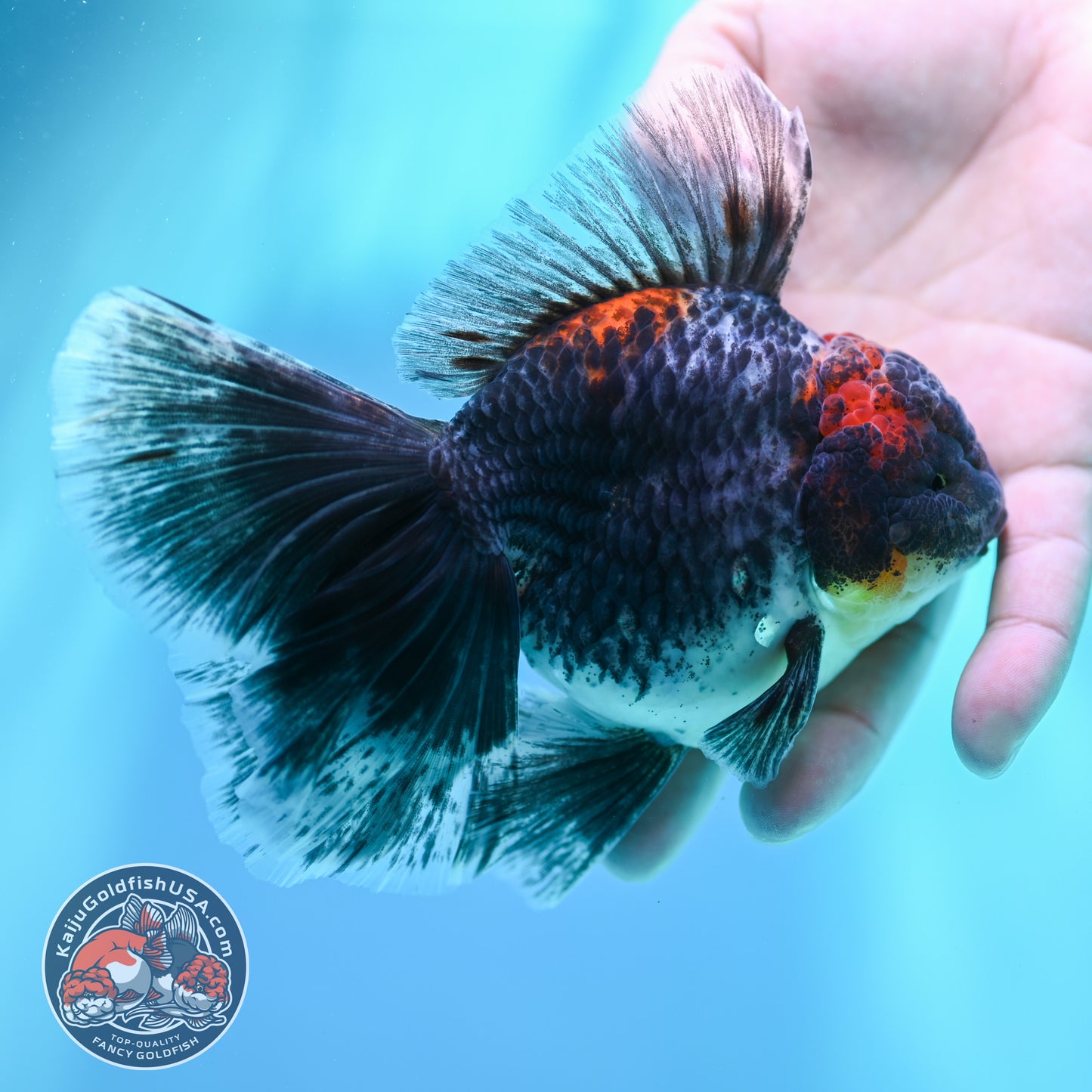 Kirin Orchid Tail Oranda 4 inch Body (260515_OR20)