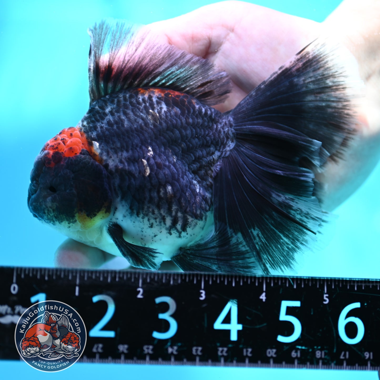 Kirin Orchid Tail Oranda 4 inch Body (260515_OR20)