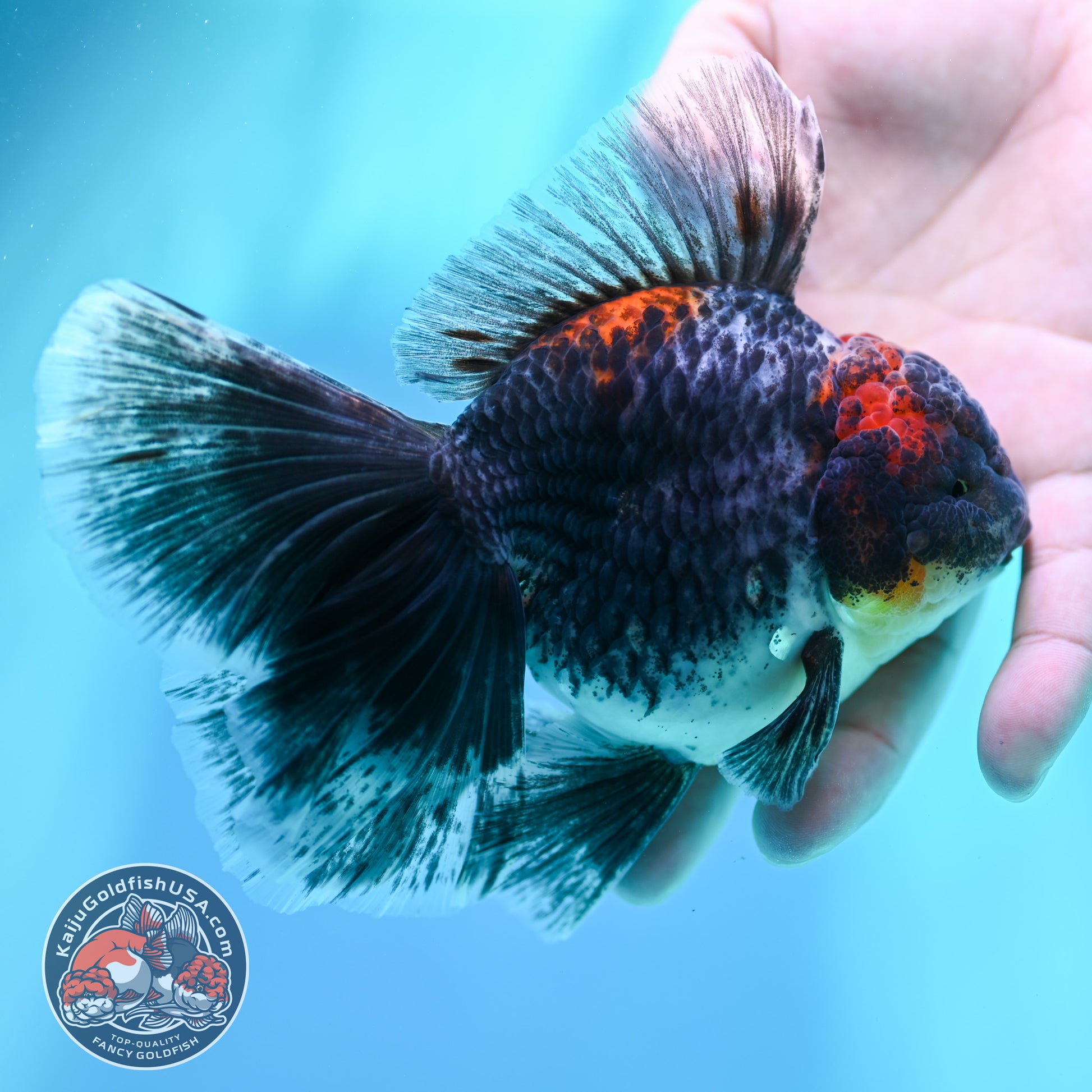 Kirin Orchid Tail Oranda 4 inch Body (260515_OR20)
