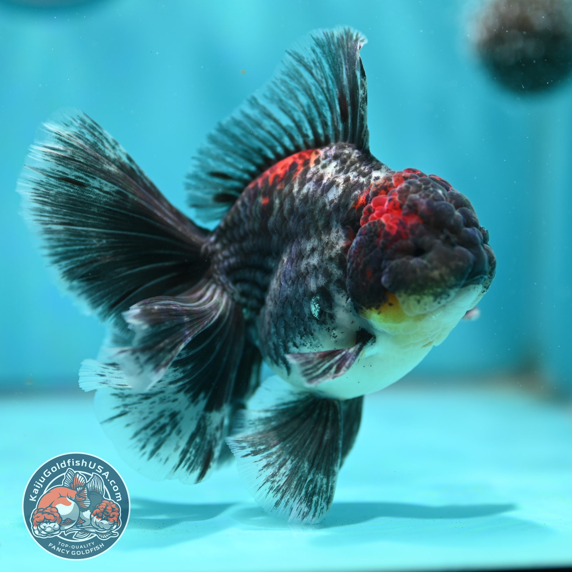 Kirin Orchid Tail Oranda 4 inch Body (260515_OR20)