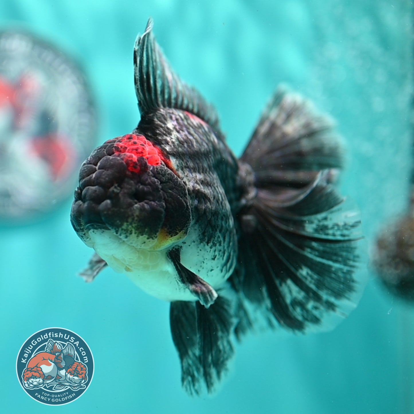 Kirin Orchid Tail Oranda 4 inch Body (260515_OR20)