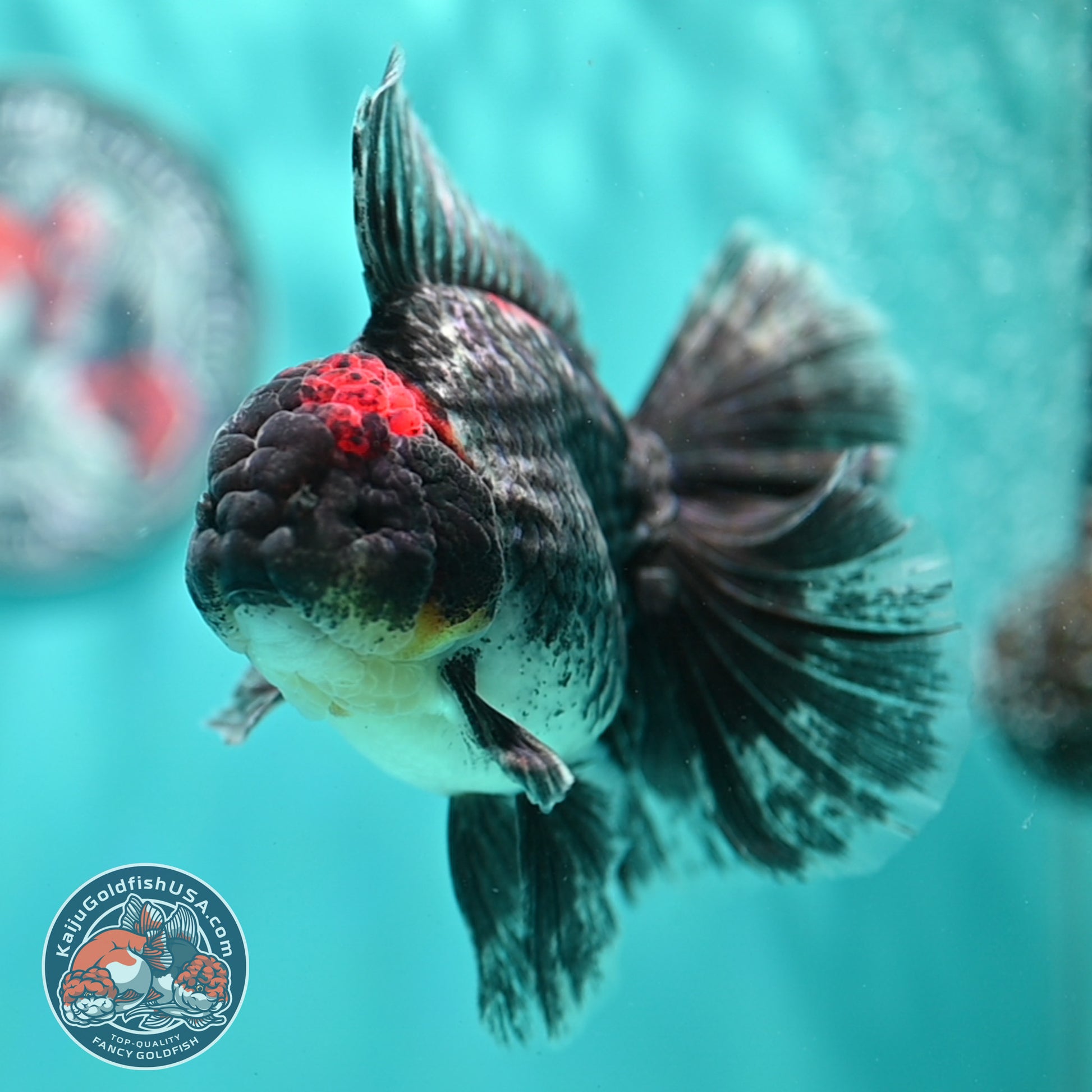 Kirin Orchid Tail Oranda 4 inch Body (260515_OR20)